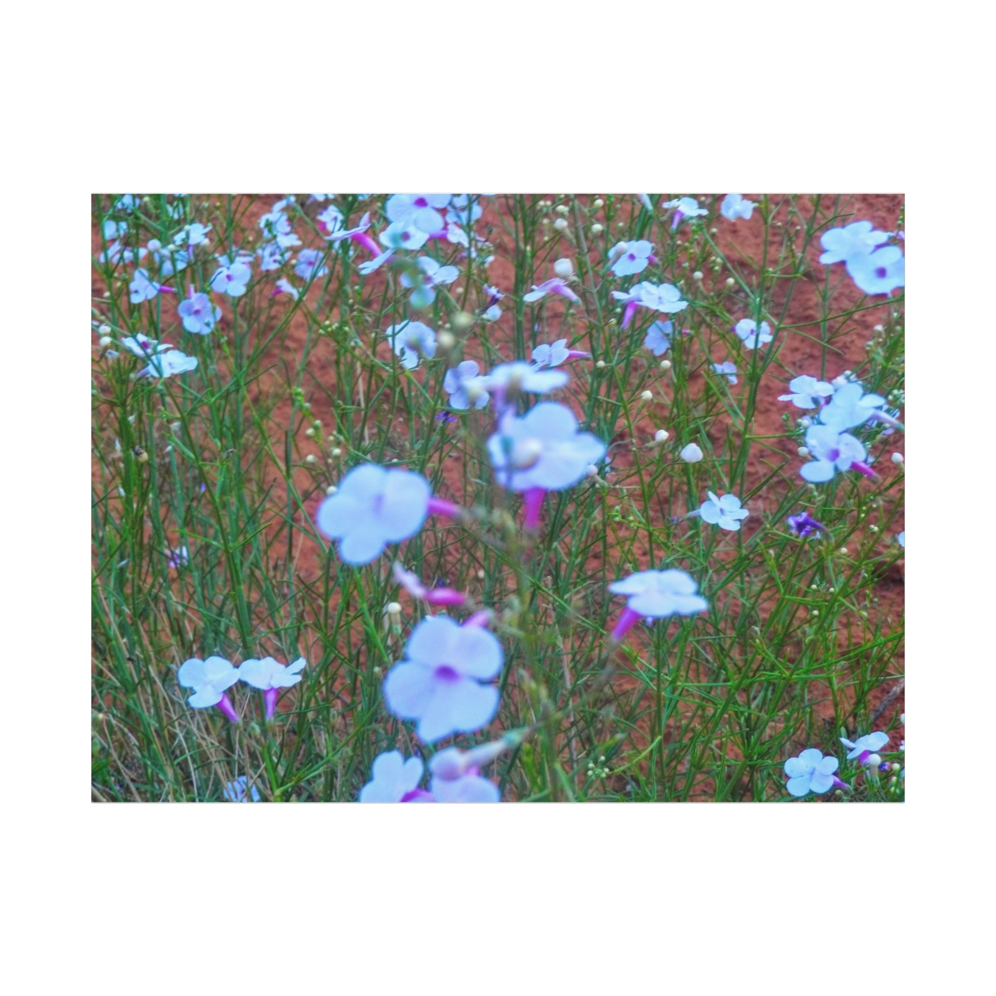 Floral Canvas Wall Art, Home Decor, Wall Hanging, Gift Idea, Nature Art, Flower Print