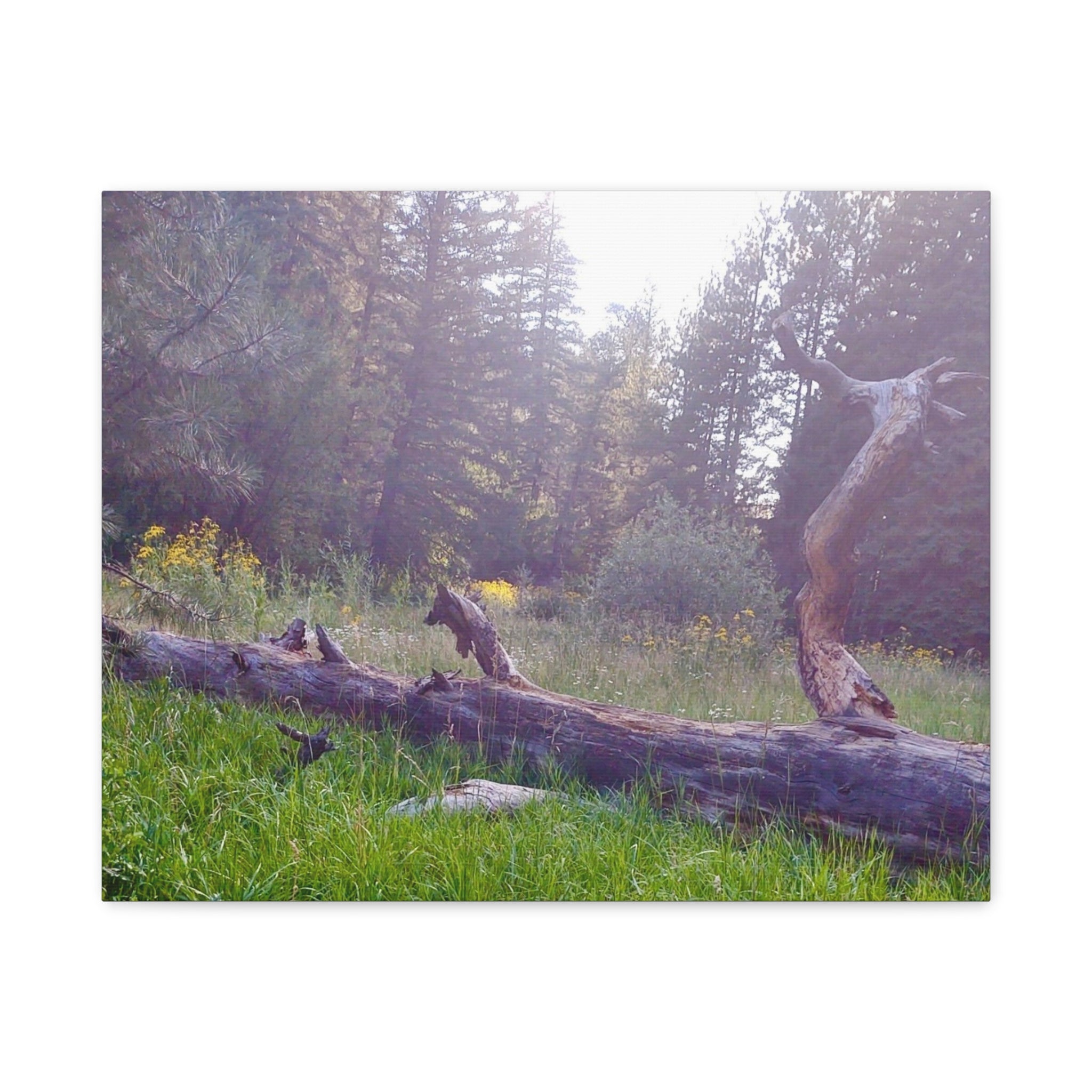 Matte Canvas Wall Art - Serene Nature Scene, Perfect for Home Decor, Gift for Nature Lovers, Office Wall Decoration, Rustic Art Print