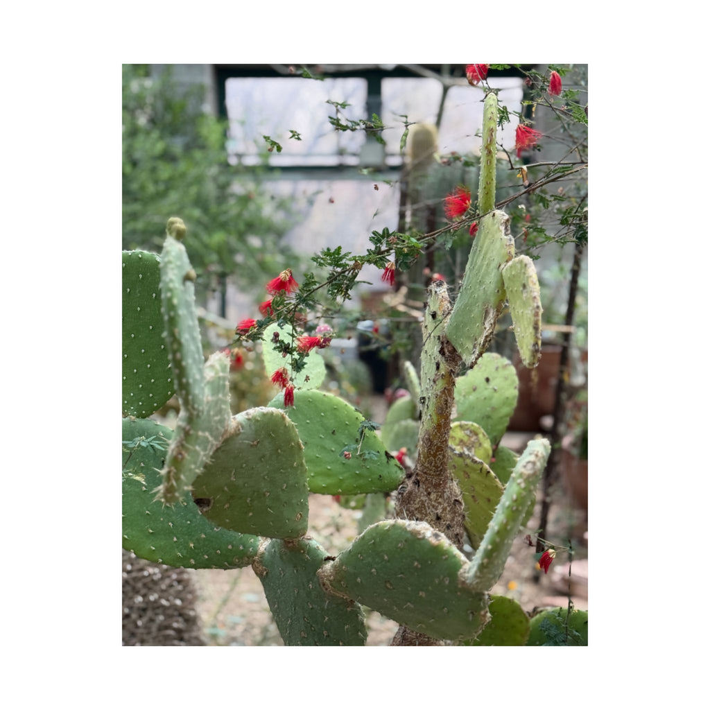 Cactus Wall Art Poster, Botanical Decor, Vertical Matte Print, Nature Lover Gift, Home Gallery Decoration