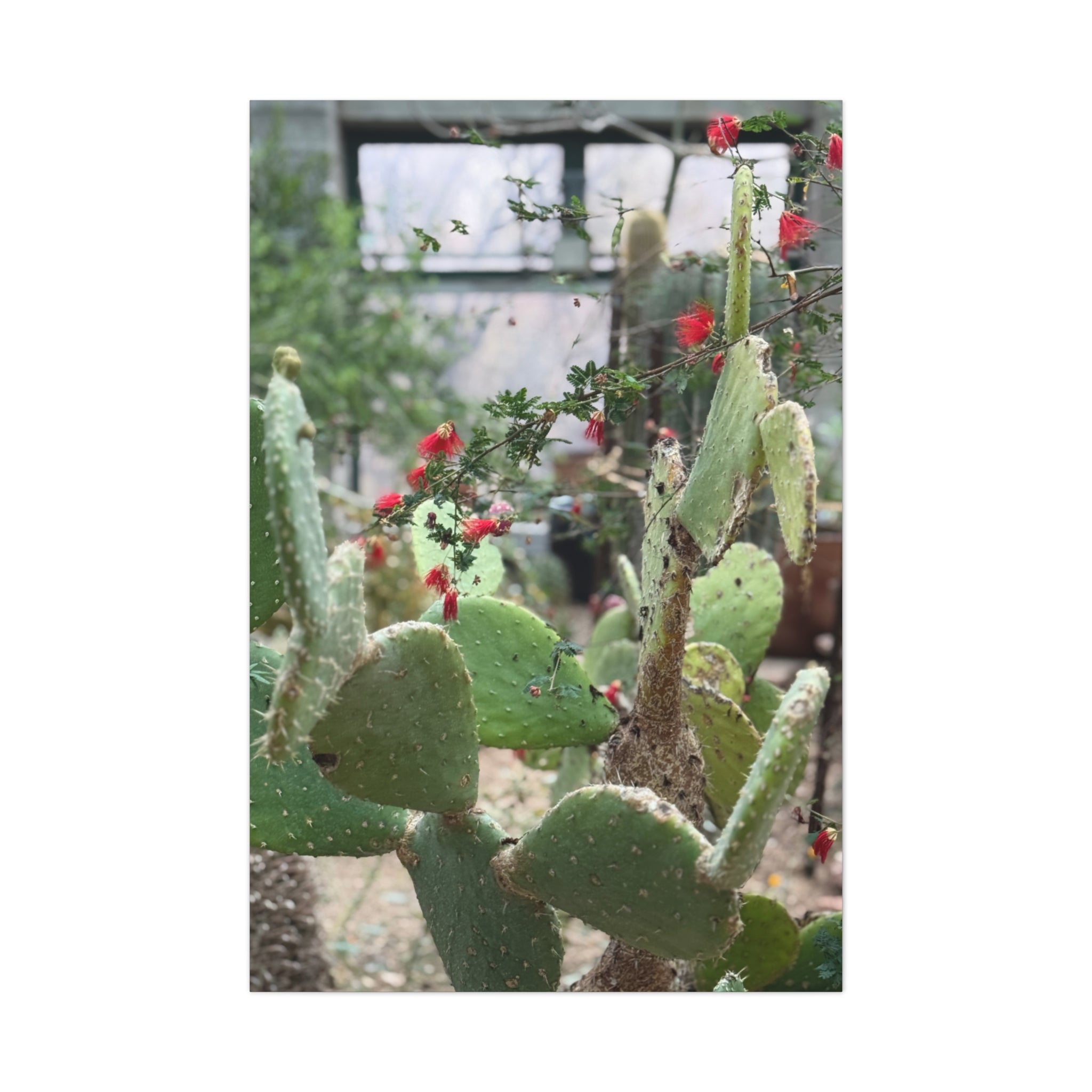 Cactus Artwork Print, Botanical Wall Decor, Succulent Canvas, Nature Lover Gift, Home Decoration