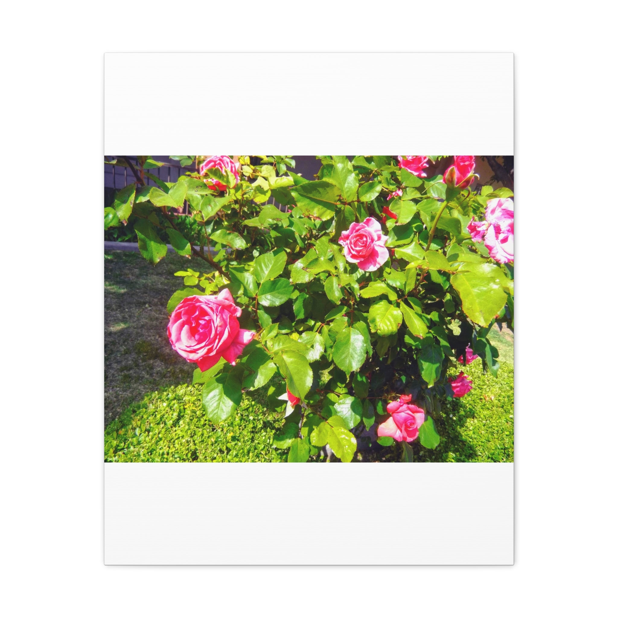 Floral Canvas Wall Art, Pink Rose Decor, Home Gallery Piece, Flower Photography, Garden Wall Decor, Floral Print