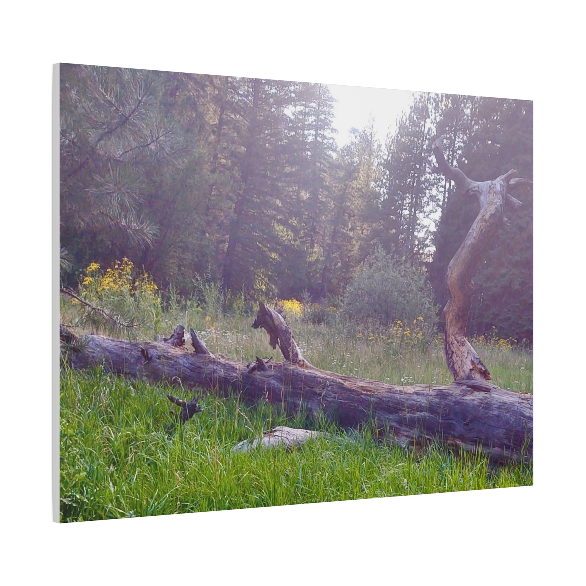 Matte Canvas Wall Art - Serene Nature Scene, Perfect for Home Decor, Gift for Nature Lovers, Office Wall Decoration, Rustic Art Print