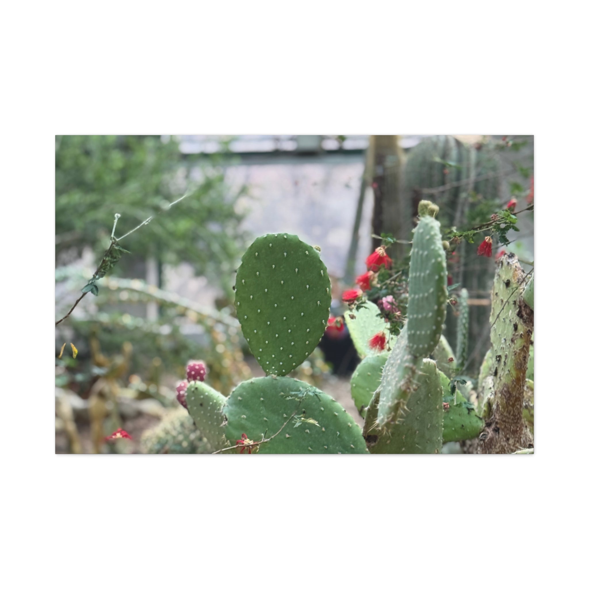 Cactus Matte Canvas Wall Art, Nature Decor, Southwestern Room Design, Green Plant Prints, Home and Office Wall Decor