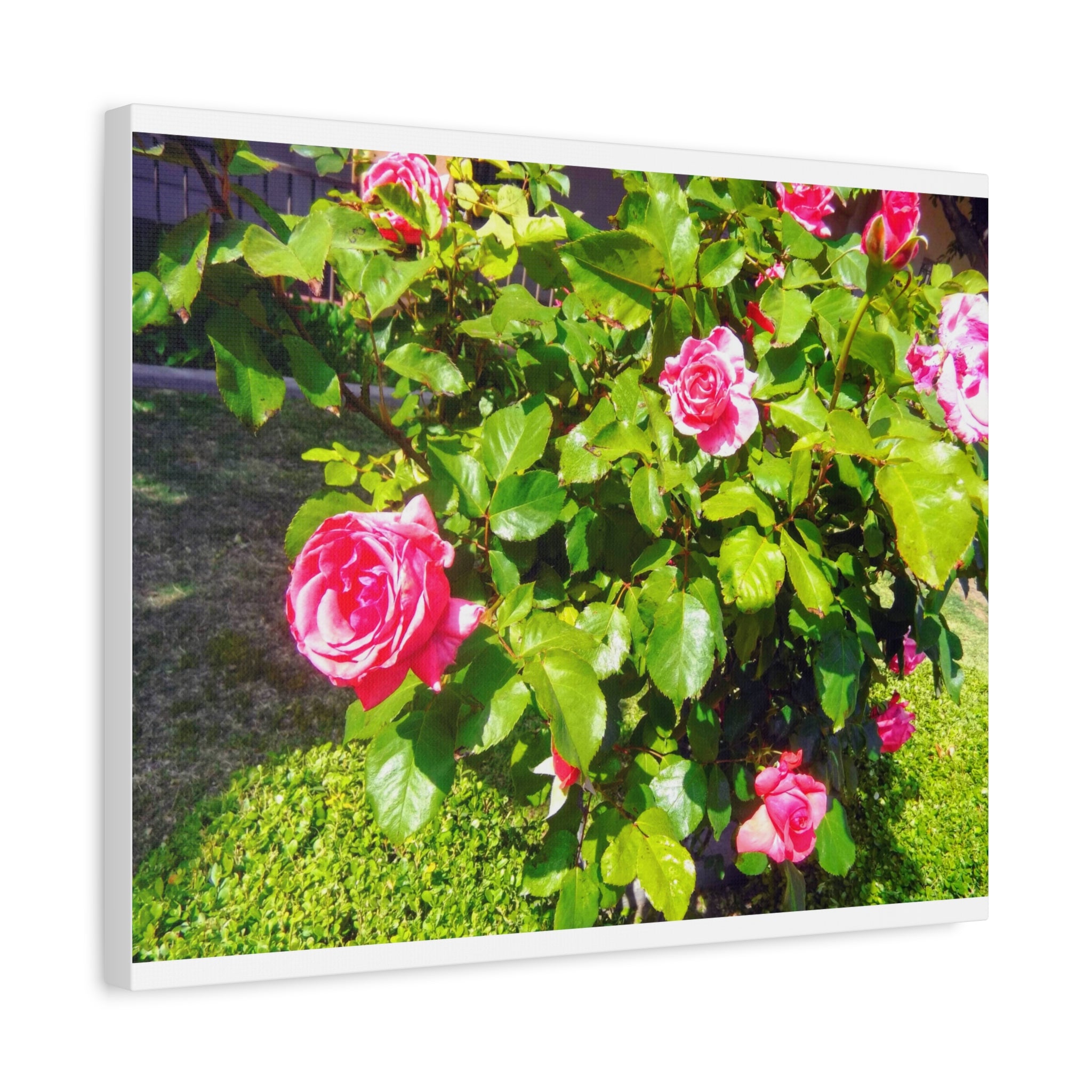 Floral Canvas Wall Art, Pink Rose Decor, Home Gallery Piece, Flower Photography, Garden Wall Decor, Floral Print