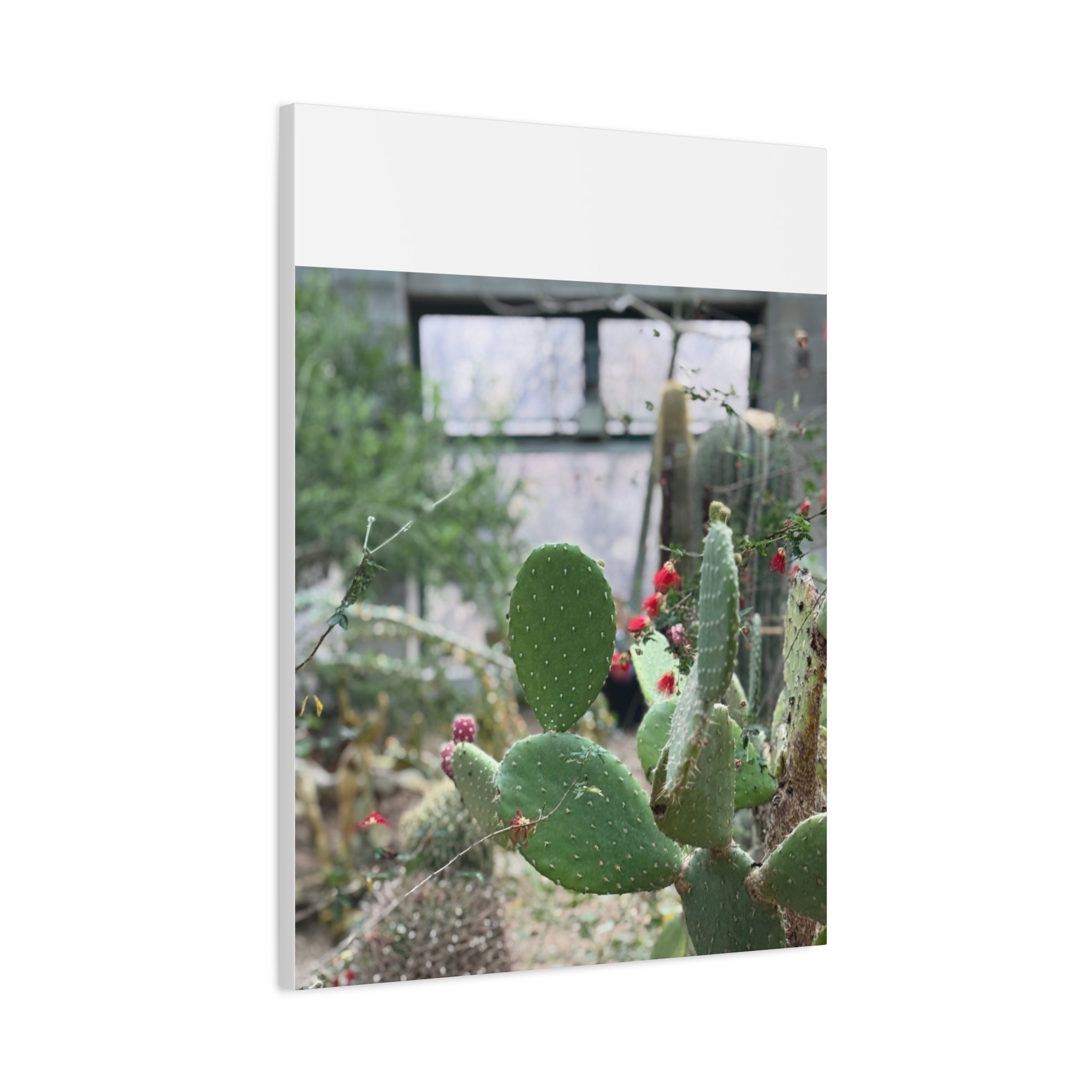 Cactus Matte Canvas Wall Art, Nature Decor, Southwestern Room Design, Green Plant Prints, Home and Office Wall Decor