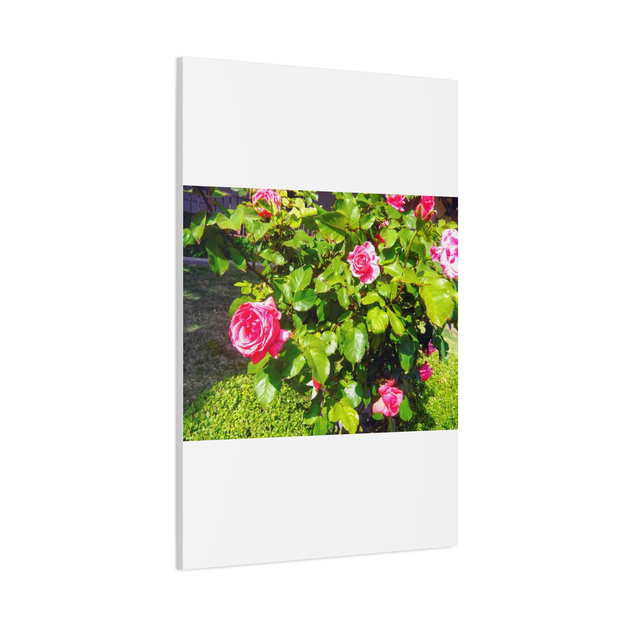 Floral Canvas Wall Art, Pink Rose Decor, Home Gallery Piece, Flower Photography, Garden Wall Decor, Floral Print