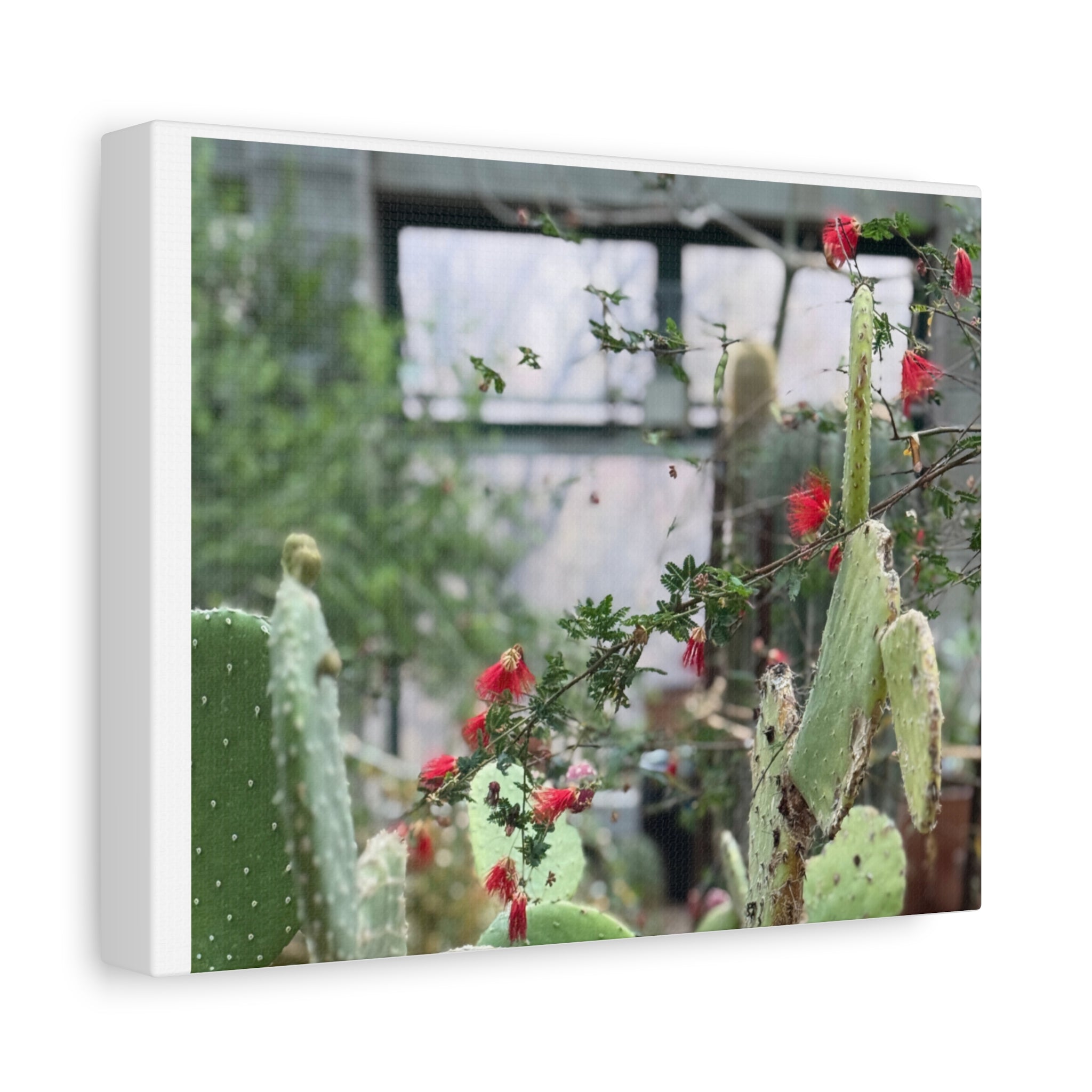 Cactus Wall Art Print, Nature Home Decor, Bohemian Style Artwork, Botanical Gift, Succulent Canvas