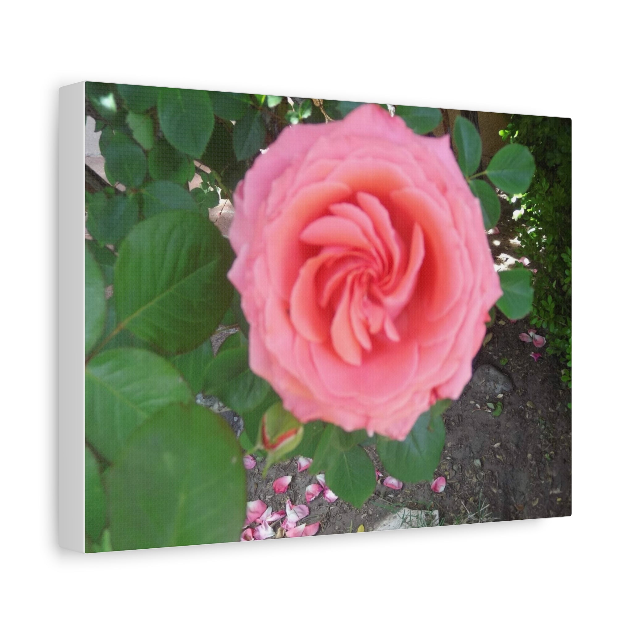 Pink Rose Canvas Wall Art, Floral Decor for Home, Perfect Gift for Nature Lovers, Elegant Wall Hanging, Mother's Day Decoration