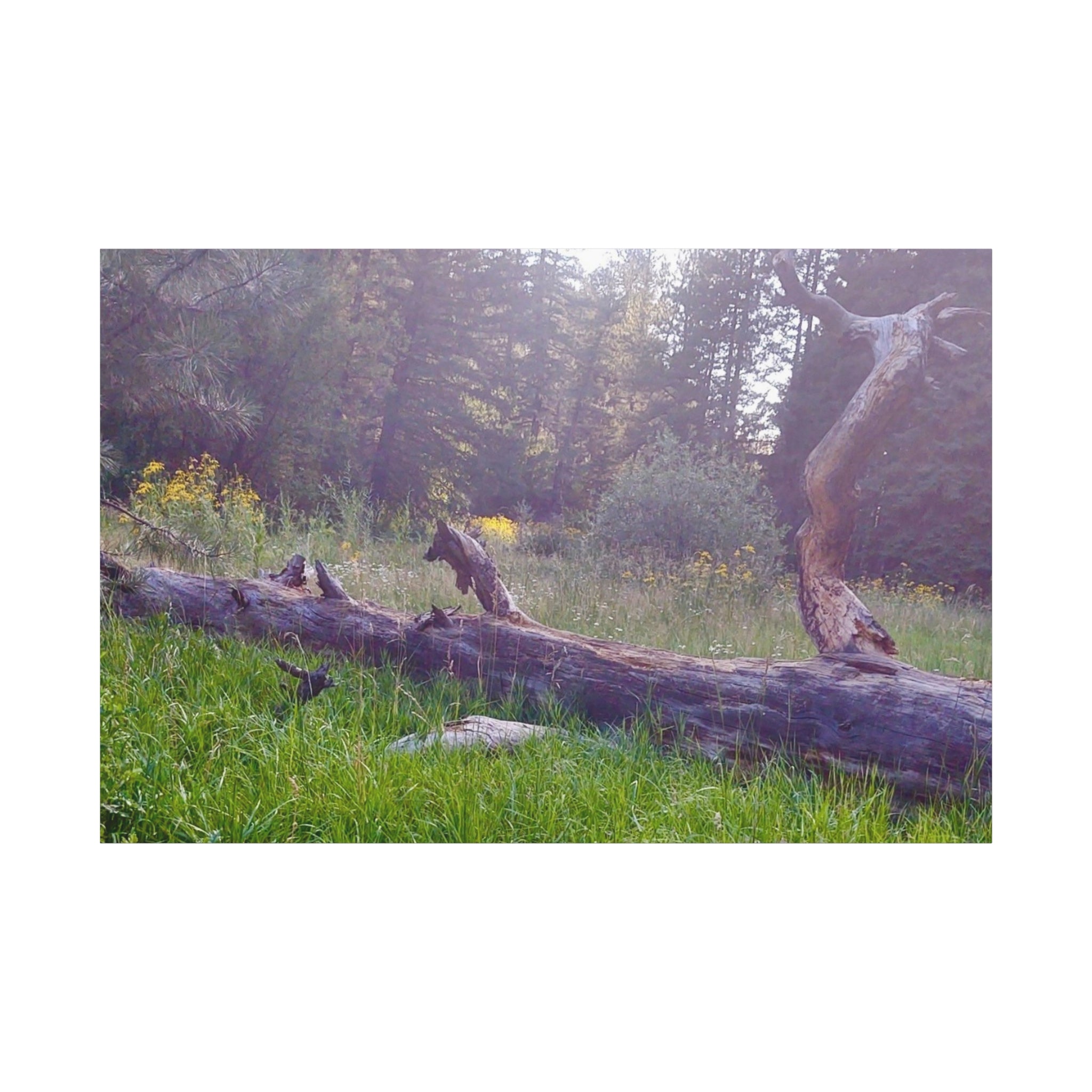 Matte Canvas Wall Art - Serene Nature Scene, Perfect for Home Decor, Gift for Nature Lovers, Office Wall Decoration, Rustic Art Print