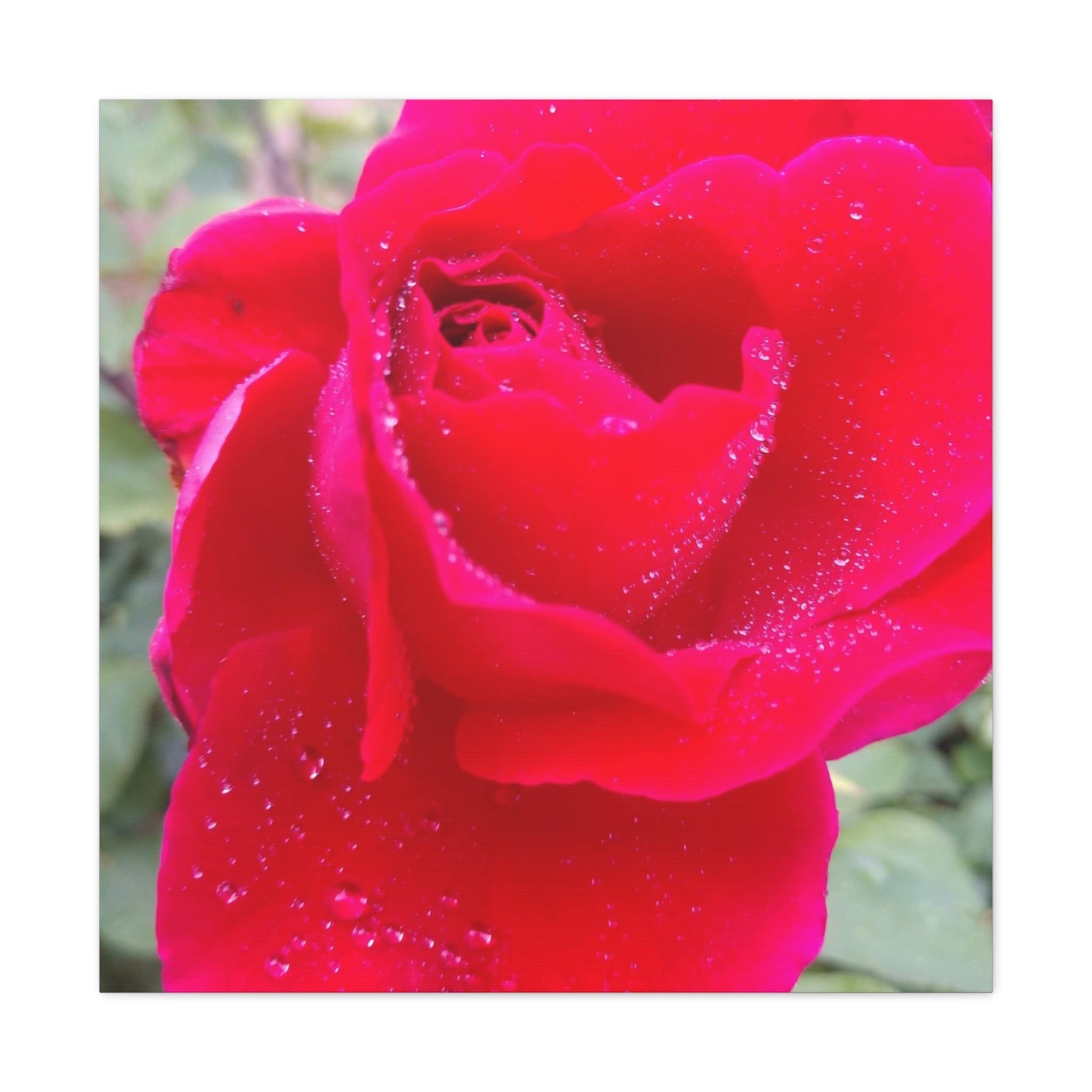 Stunning Floral Canvas Print, Home Decor, Wall Art, Gift for Flower Lovers, Red Rose Art, Mother's Day Gift