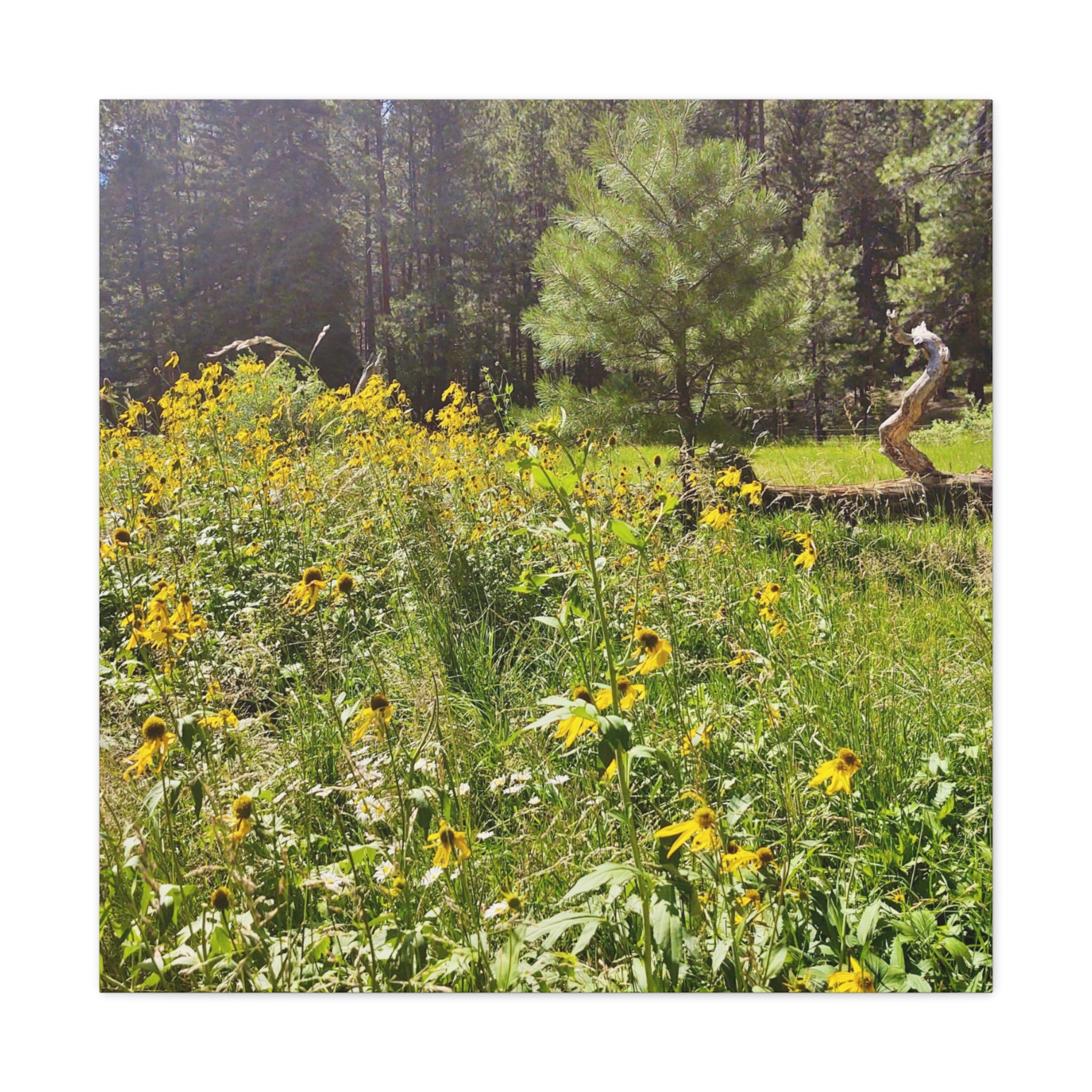 Canvas Wall Art, Nature Photography Decor, Floral Home Decor, Greenery Art Print, Gift for Nature Lovers