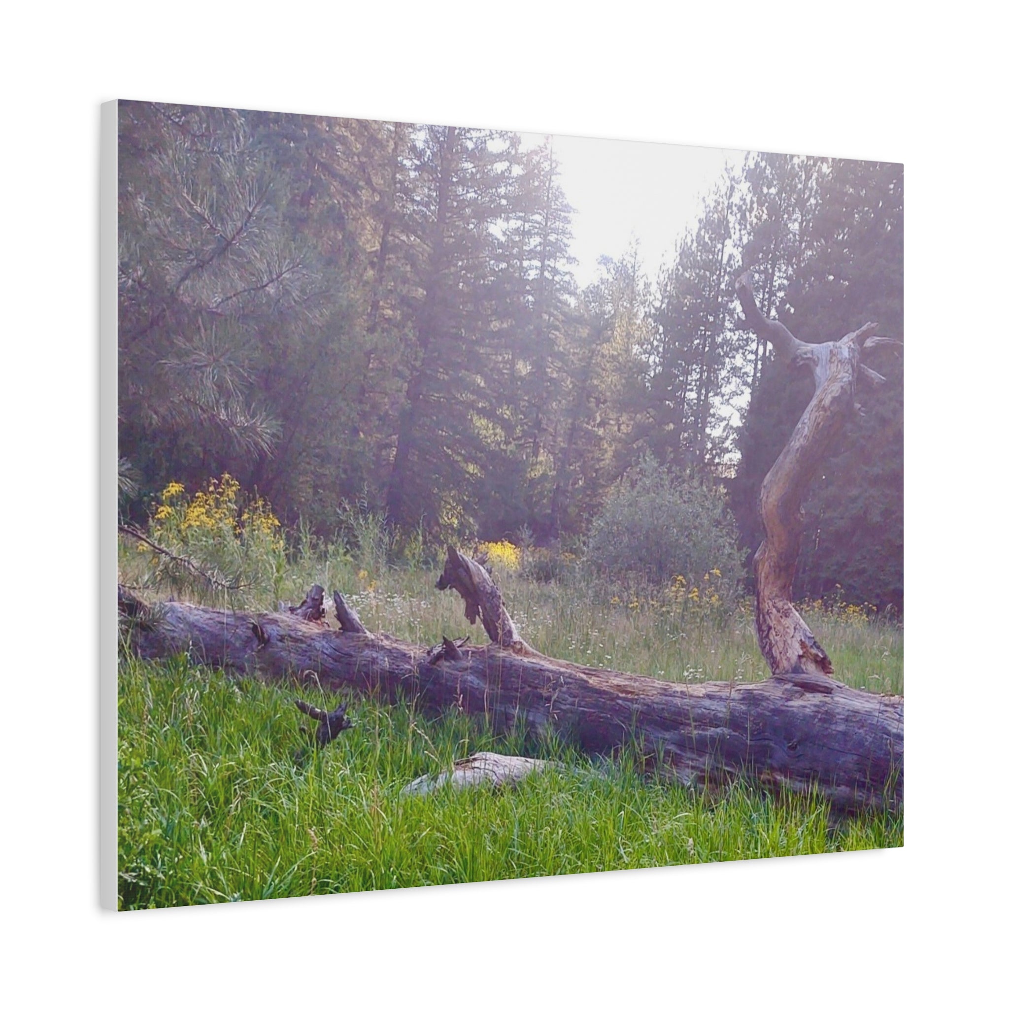 Matte Canvas Wall Art - Serene Nature Scene, Perfect for Home Decor, Gift for Nature Lovers, Office Wall Decoration, Rustic Art Print