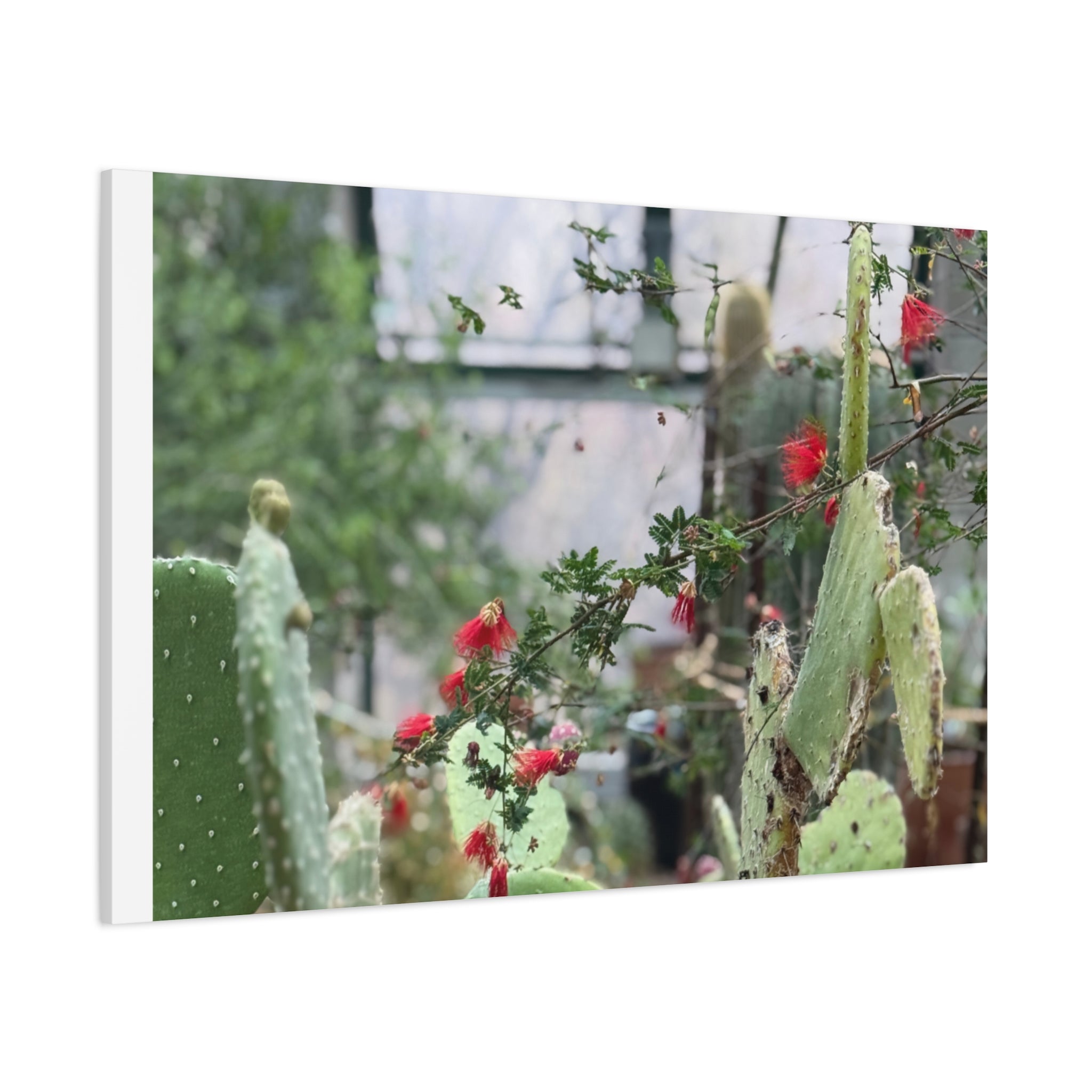 Cactus Wall Art Print, Nature Home Decor, Bohemian Style Artwork, Botanical Gift, Succulent Canvas