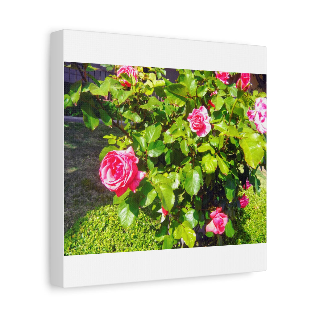 Floral Canvas Wall Art, Pink Rose Decor, Home Gallery Piece, Flower Photography, Garden Wall Decor, Floral Print