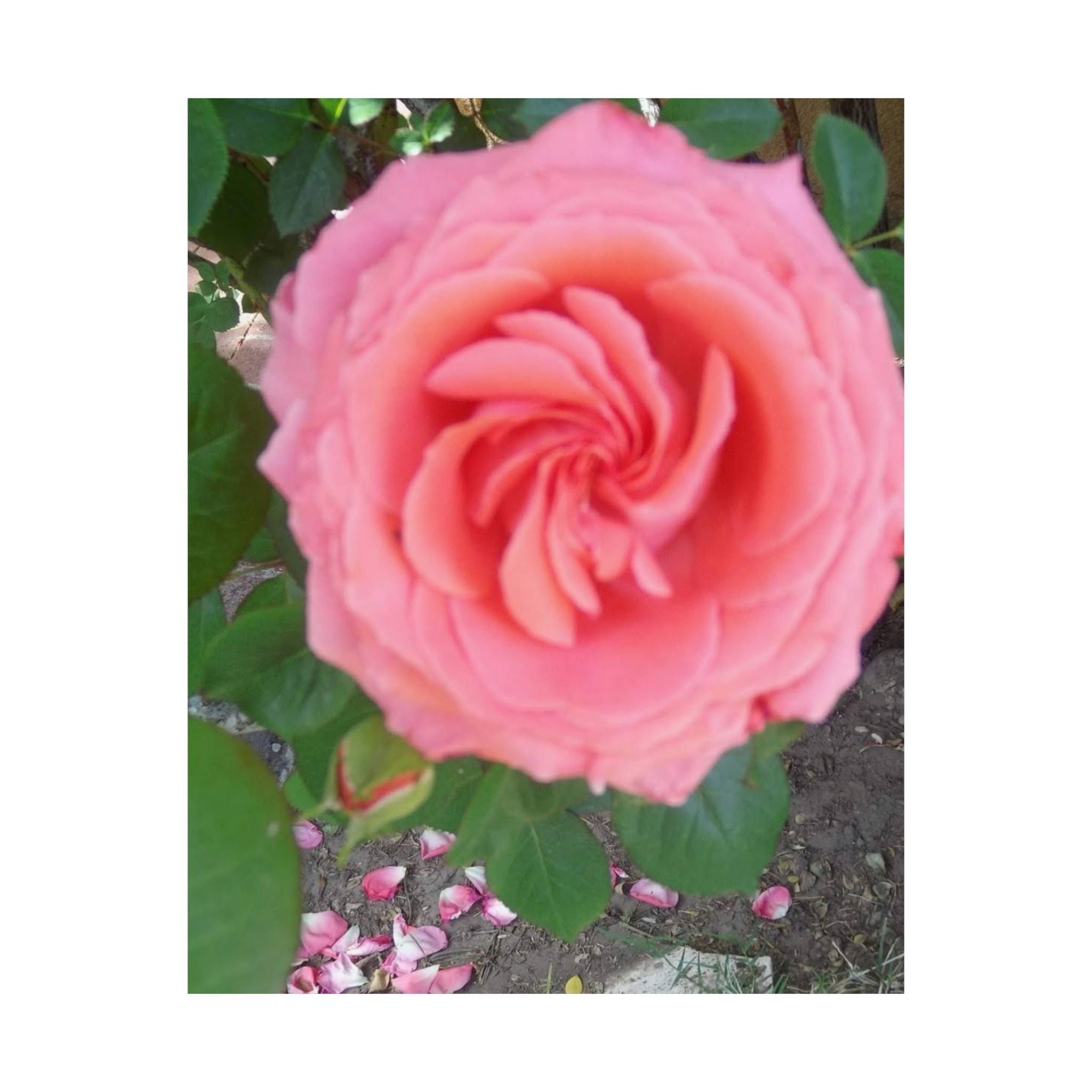 Beautiful Pink Rose Vertical Poster – Floral Wall Art, Home Decor, Gift for Her, Botanical Print, Mother's Day Decoration