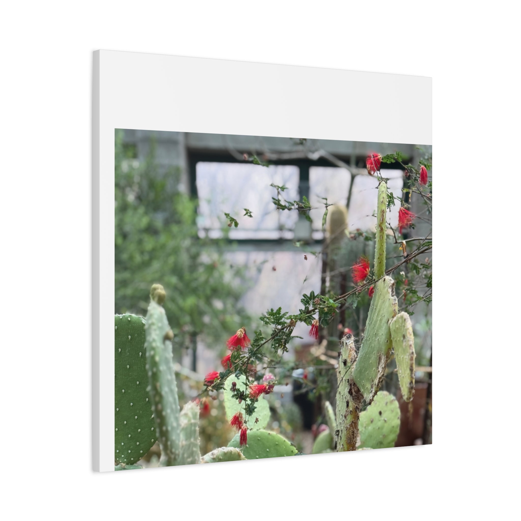 Cactus Wall Art Print, Nature Home Decor, Bohemian Style Artwork, Botanical Gift, Succulent Canvas
