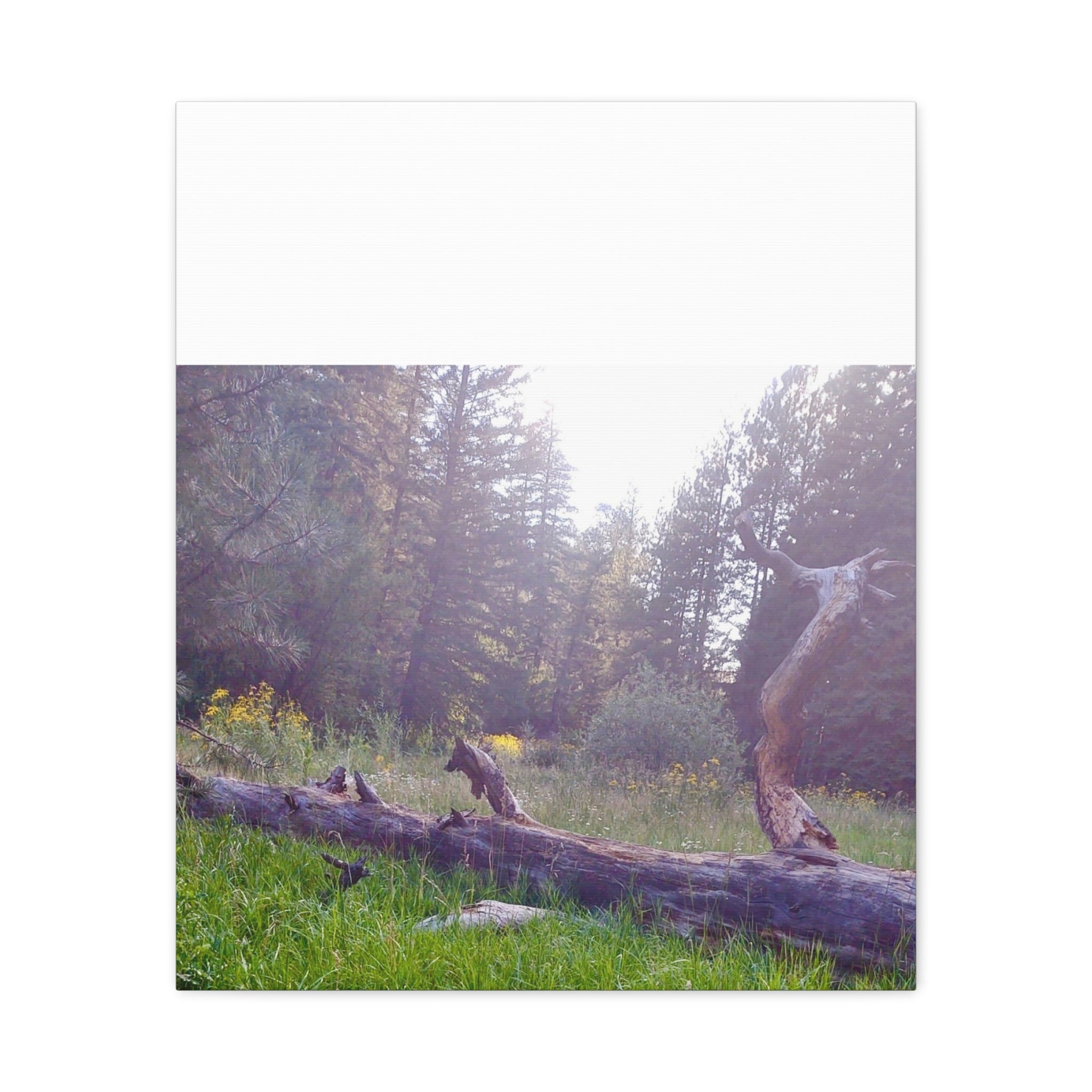 Matte Canvas Wall Art - Serene Nature Scene, Perfect for Home Decor, Gift for Nature Lovers, Office Wall Decoration, Rustic Art Print