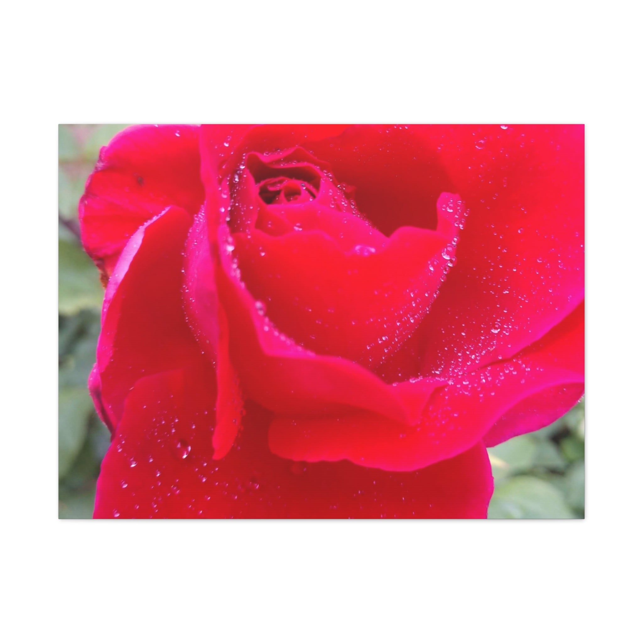 Stunning Floral Canvas Print, Home Decor, Wall Art, Gift for Flower Lovers, Red Rose Art, Mother's Day Gift