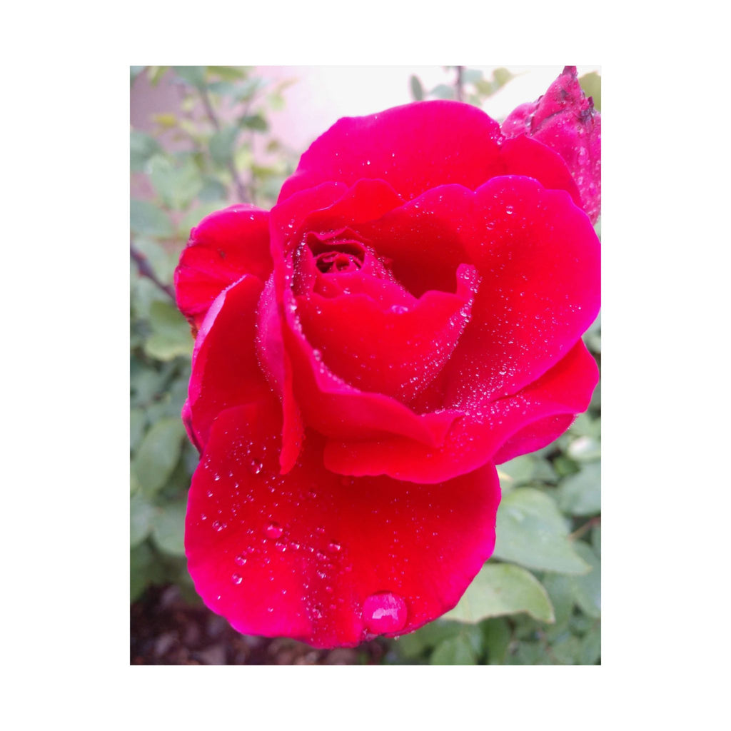 Vibrant Floral Matte Poster, Home Decor, Wall Art, Gift for Her, Red Rose Print, Botanical Wall Art, Romantic Decoration