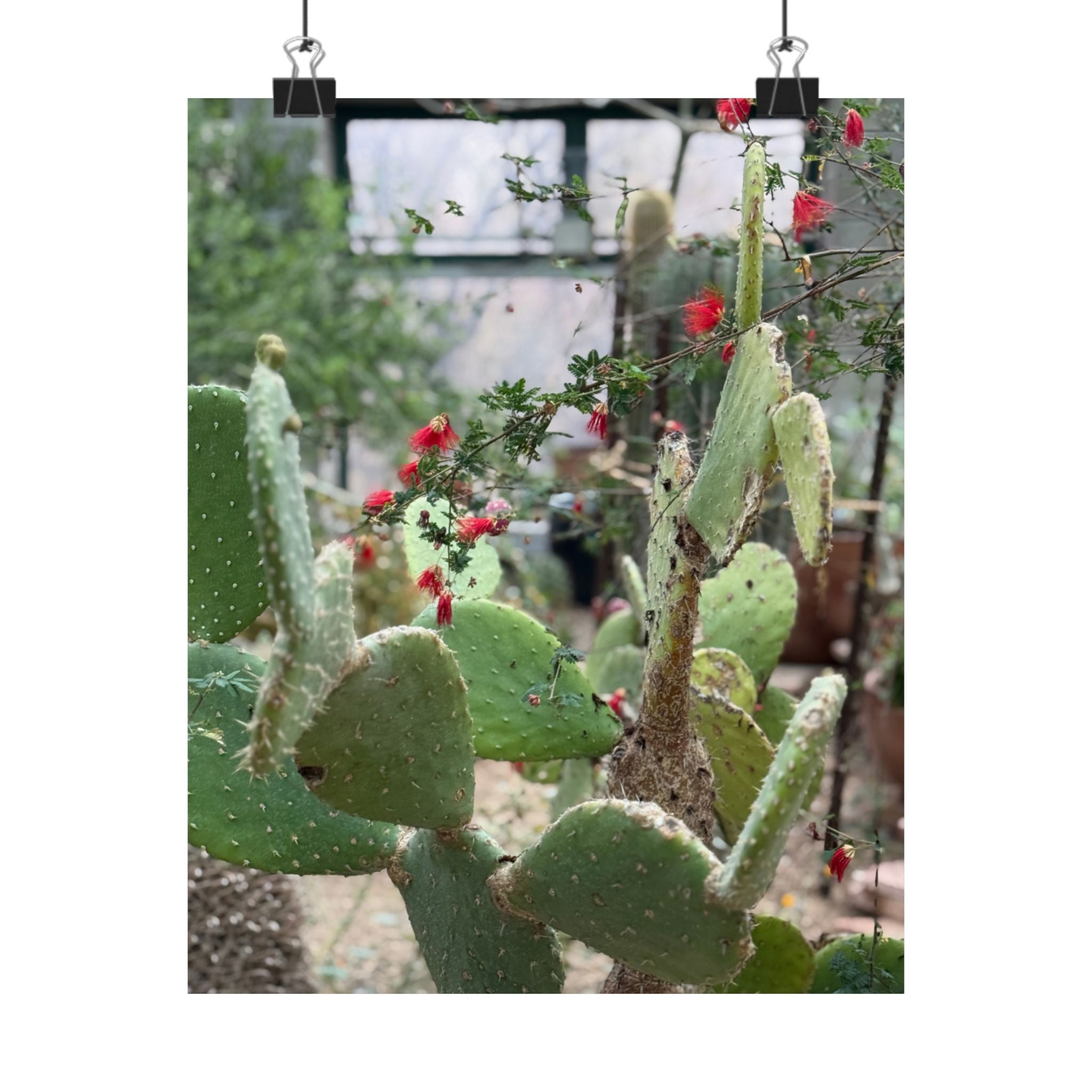 Cactus Wall Art Poster, Botanical Decor, Vertical Matte Print, Nature Lover Gift, Home Gallery Decoration