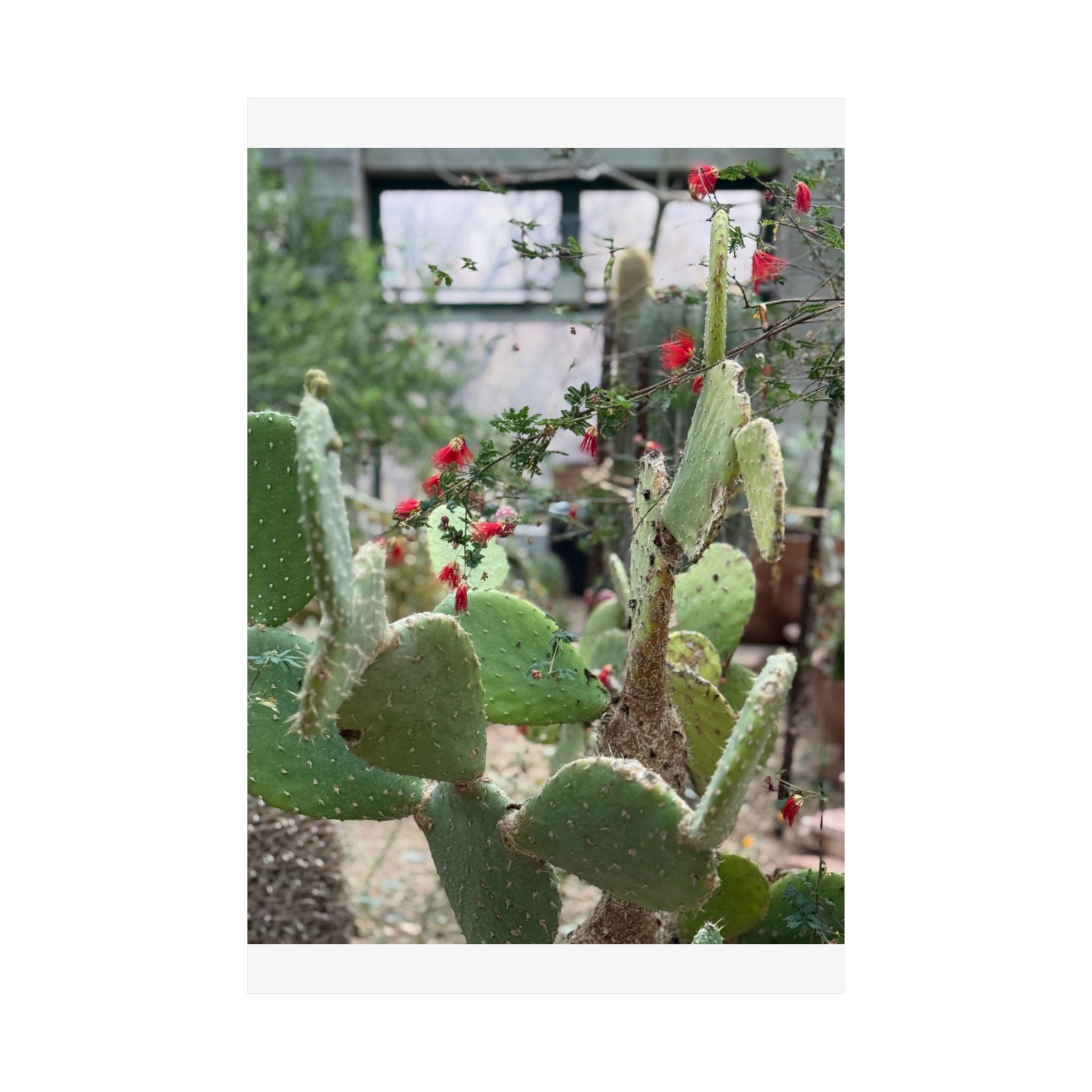 Cactus Vertical Wall Art, Boho Home Decor, Nature Print, Gift for Plant Lovers, Gallery Wall Decoration