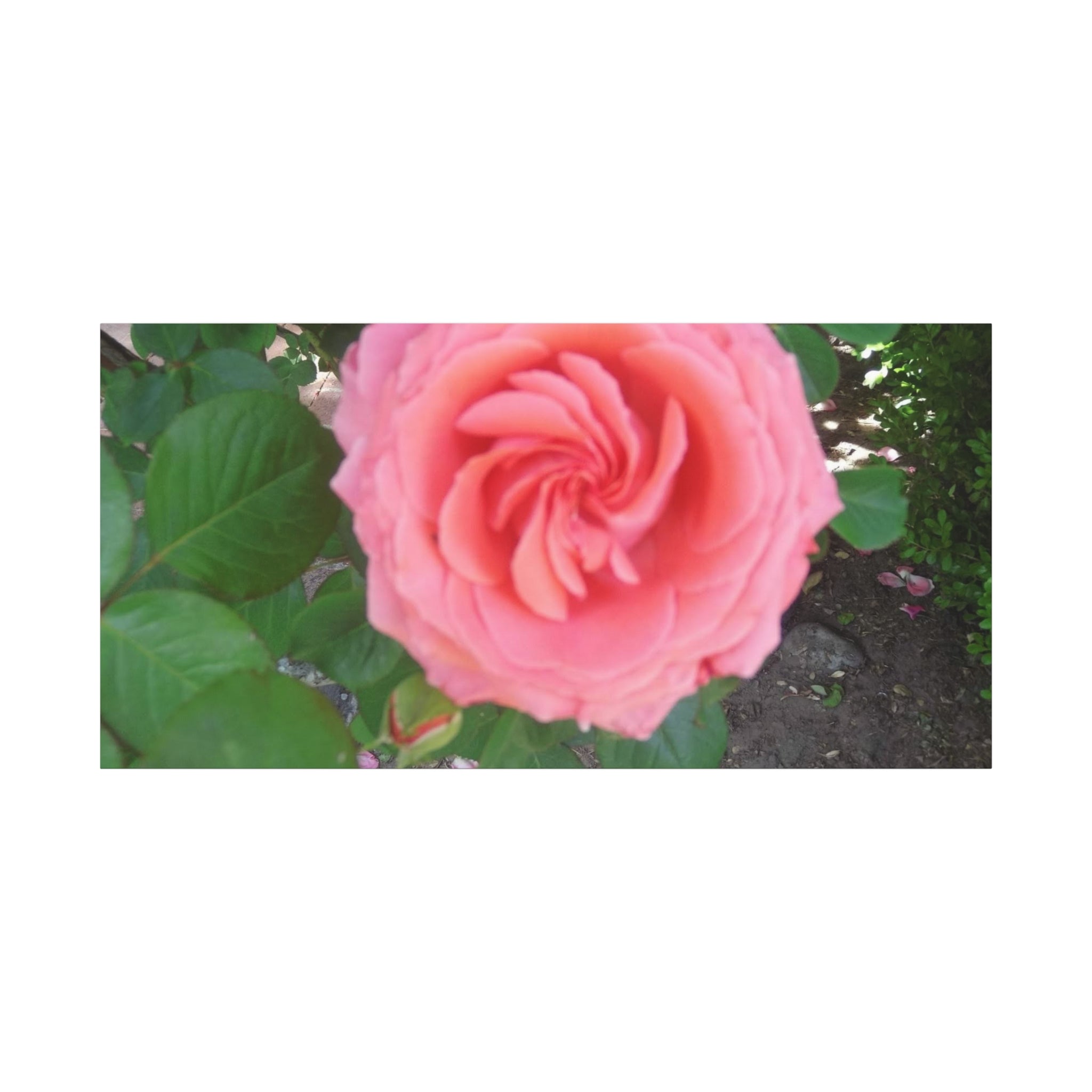 Pink Rose Canvas Wall Art, Floral Decor for Home, Perfect Gift for Nature Lovers, Elegant Wall Hanging, Mother's Day Decoration