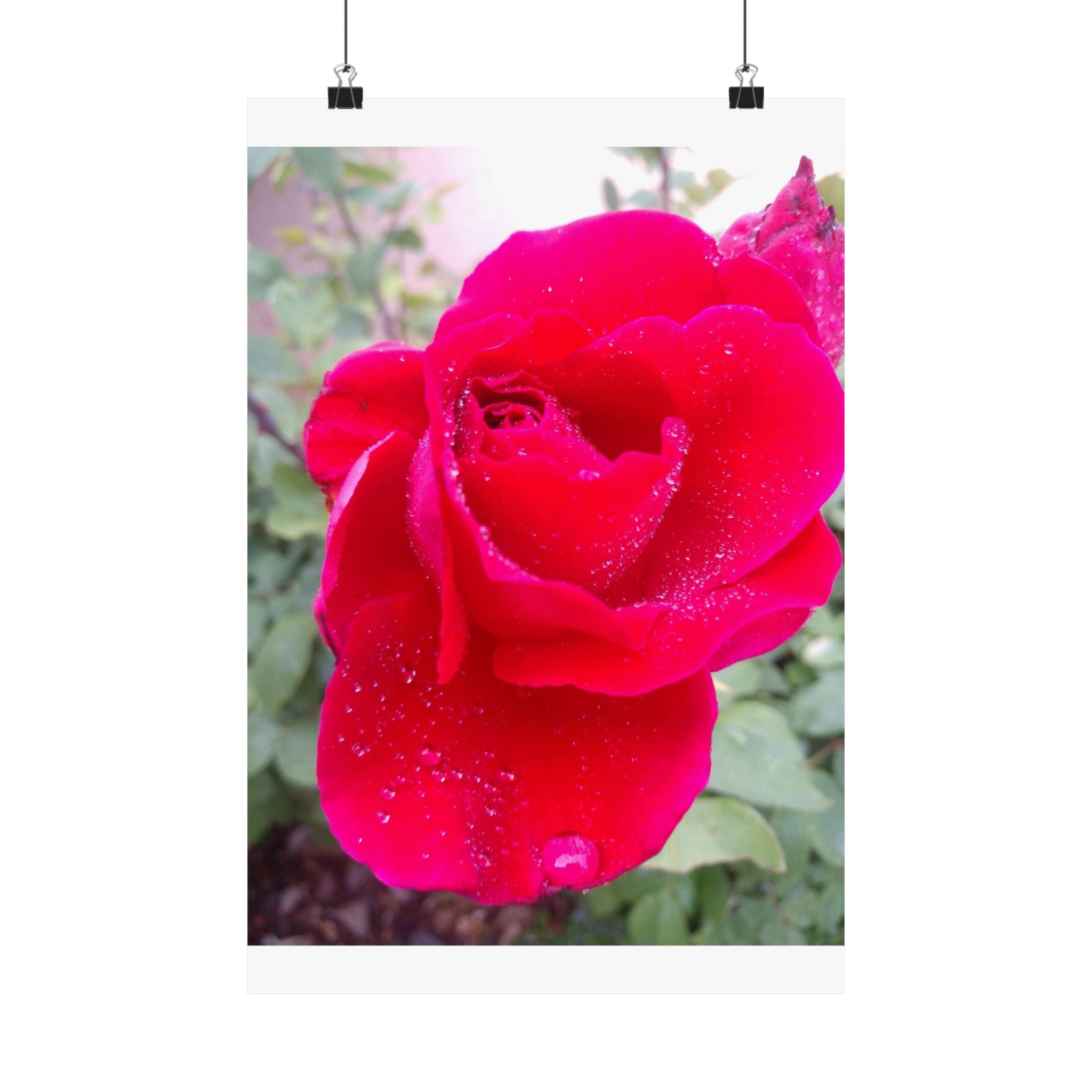 Vibrant Floral Matte Poster, Home Decor, Wall Art, Gift for Her, Red Rose Print, Botanical Wall Art, Romantic Decoration