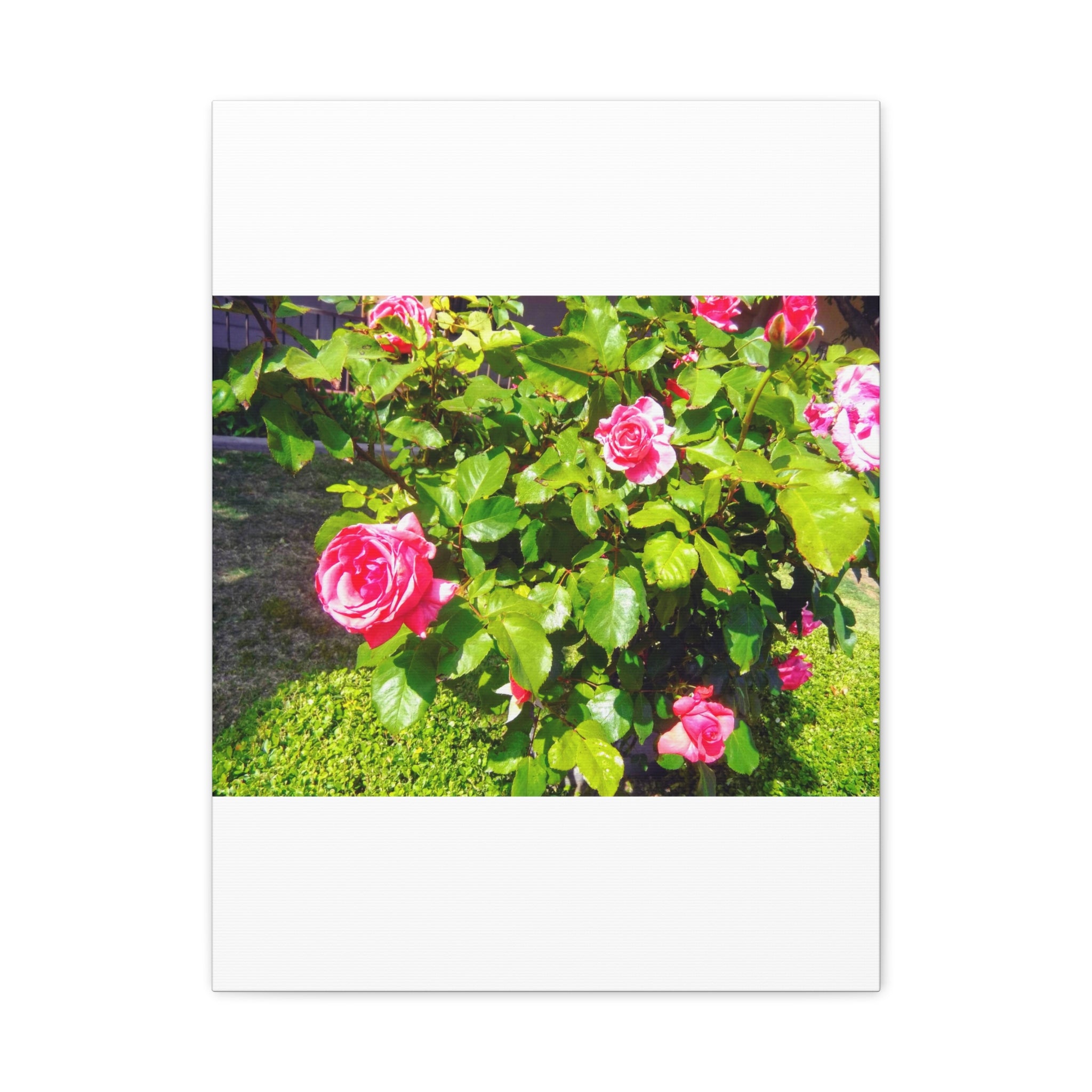 Floral Canvas Wall Art, Pink Rose Decor, Home Gallery Piece, Flower Photography, Garden Wall Decor, Floral Print
