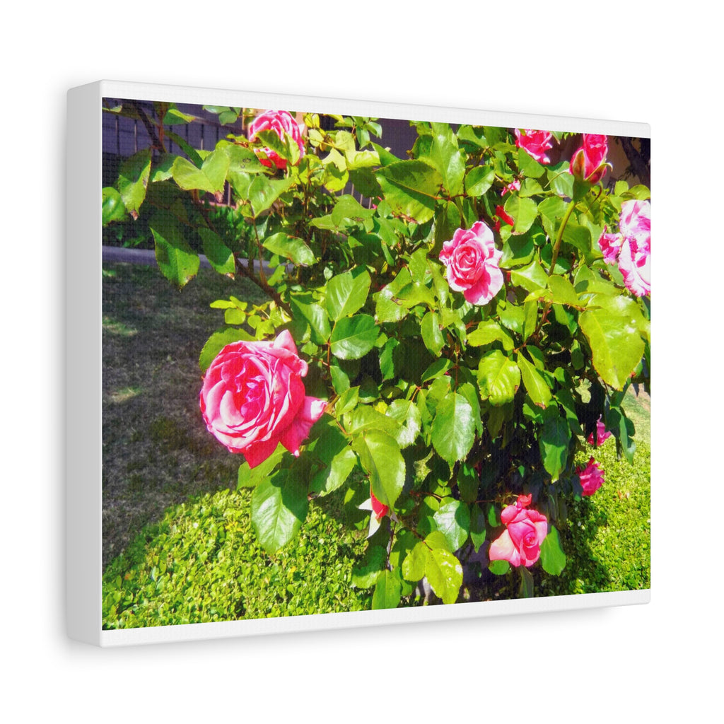 Floral Canvas Wall Art, Pink Rose Decor, Home Gallery Piece, Flower Photography, Garden Wall Decor, Floral Print
