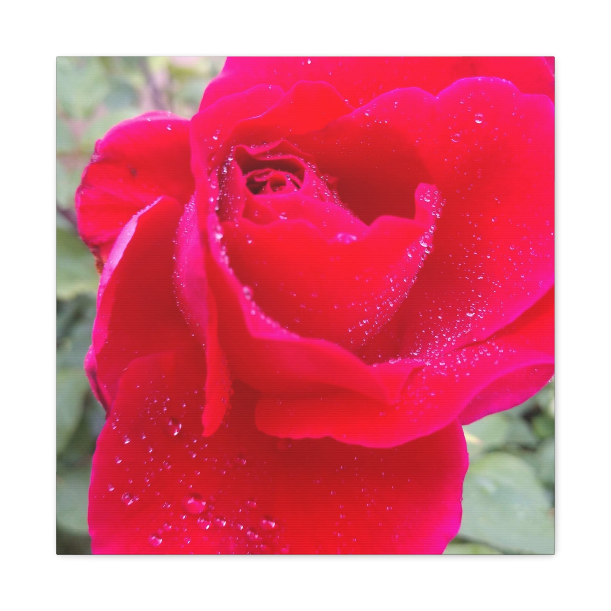 Stunning Floral Canvas Print, Home Decor, Wall Art, Gift for Flower Lovers, Red Rose Art, Mother's Day Gift