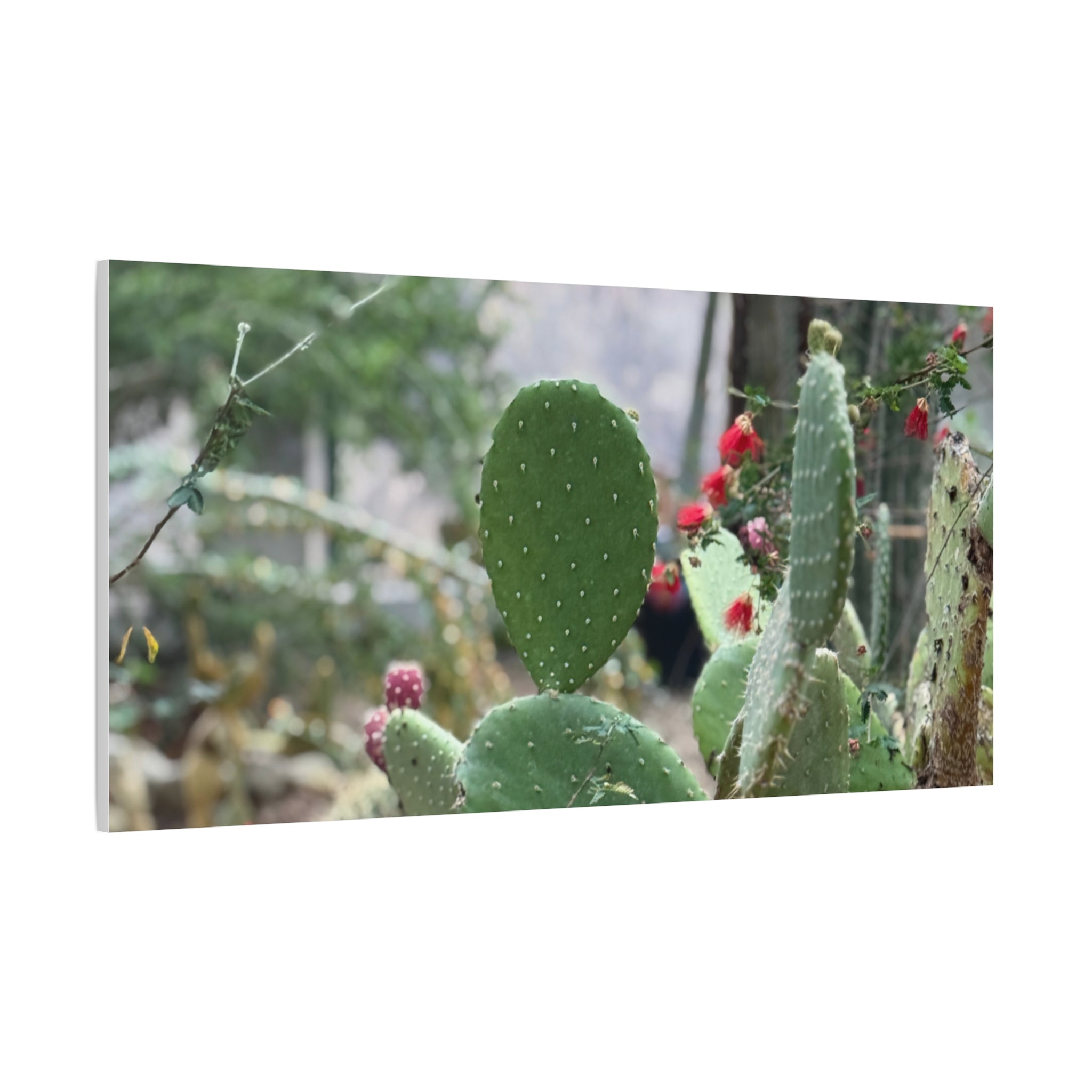 Cactus Matte Canvas Wall Art, Nature Decor, Southwestern Room Design, Green Plant Prints, Home and Office Wall Decor