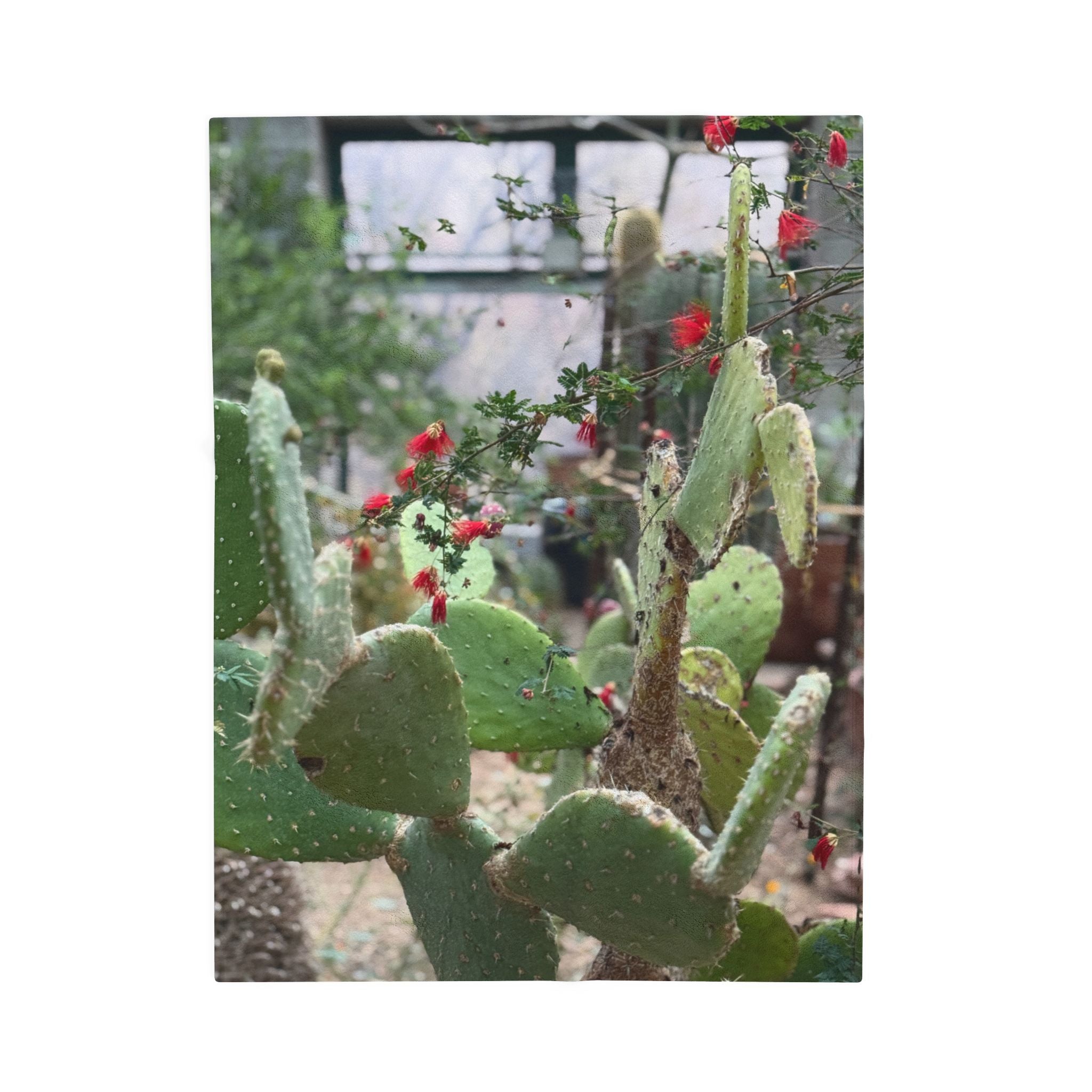 Cactus Garden Velveteen Plush Blanket | Cozy Home Decor, Soft Throw for All Seasons, Gift for Plant Lovers, Nursery Accent, Cactus-Themed