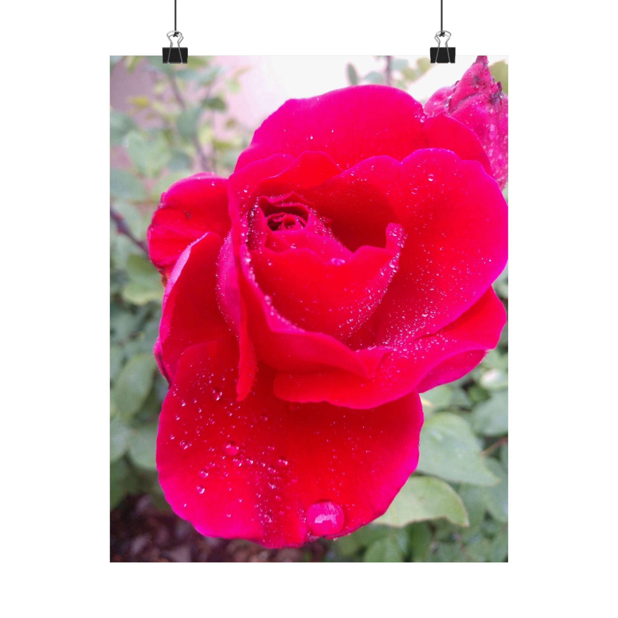 Vibrant Floral Matte Poster, Home Decor, Wall Art, Gift for Her, Red Rose Print, Botanical Wall Art, Romantic Decoration