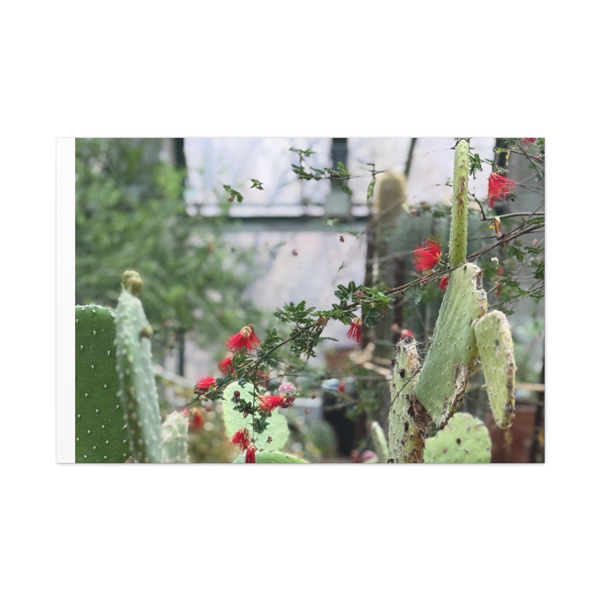 Cactus Wall Art Print, Nature Home Decor, Bohemian Style Artwork, Botanical Gift, Succulent Canvas