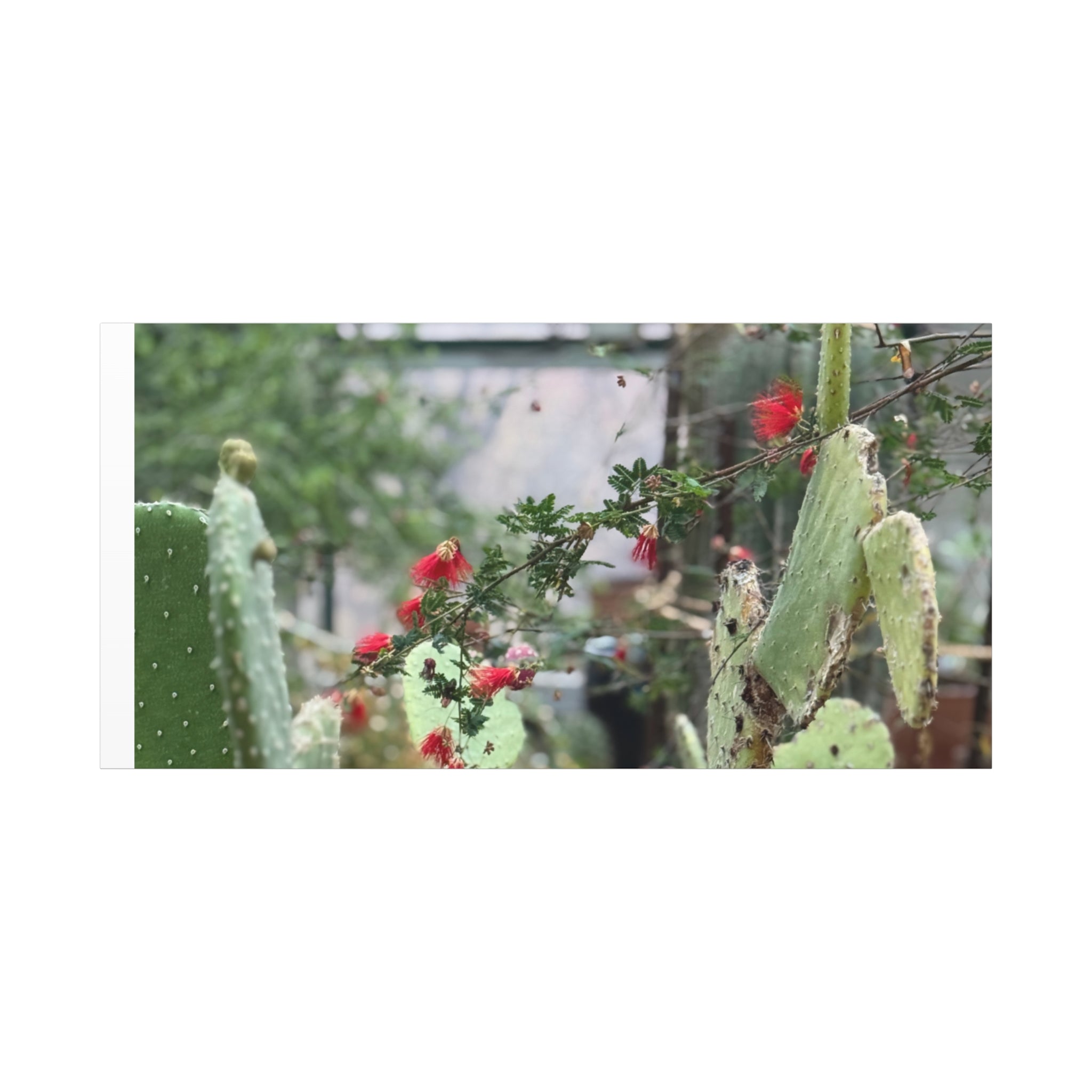 Cactus Wall Art Print, Nature Home Decor, Bohemian Style Artwork, Botanical Gift, Succulent Canvas