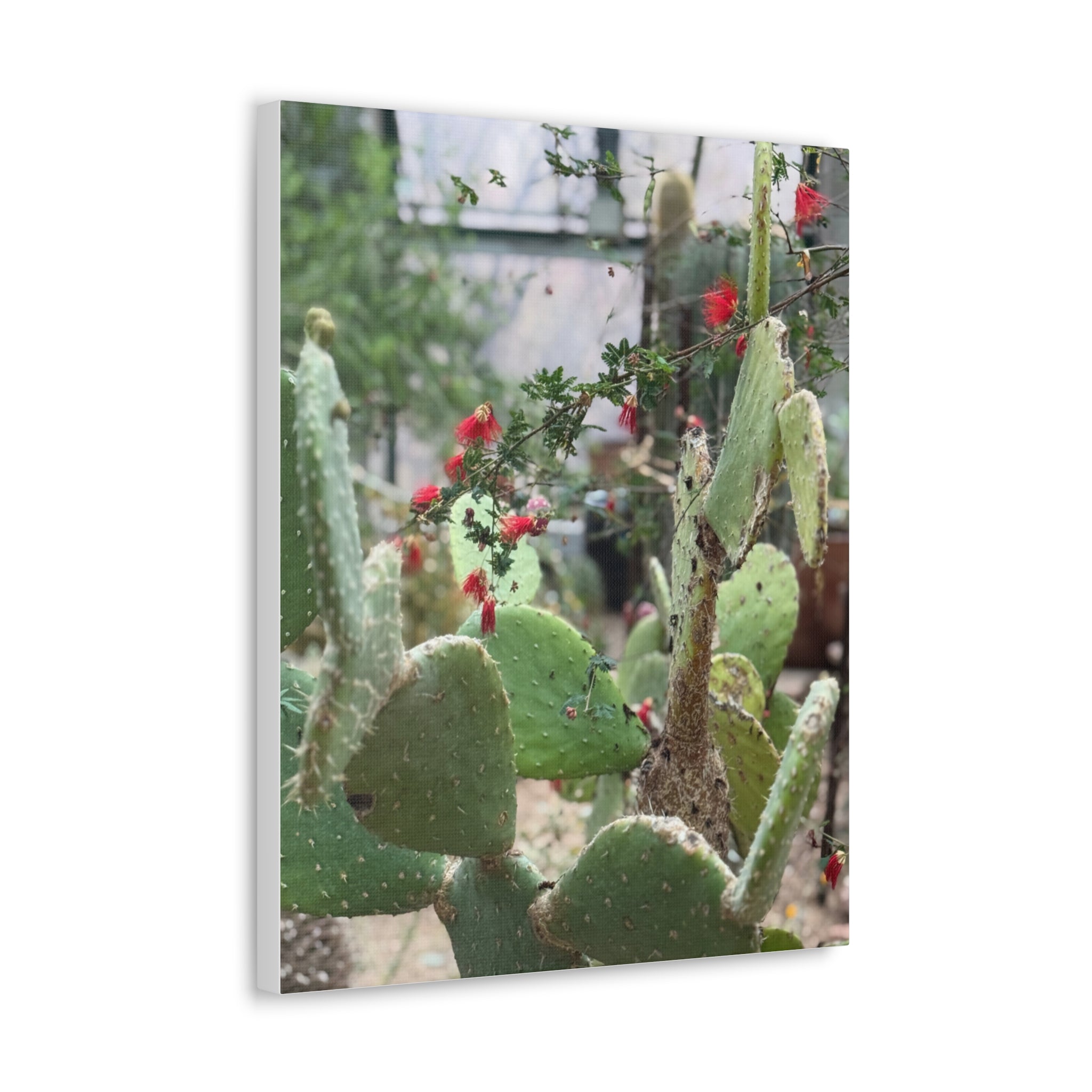 Cactus Artwork Print, Botanical Wall Decor, Succulent Canvas, Nature Lover Gift, Home Decoration