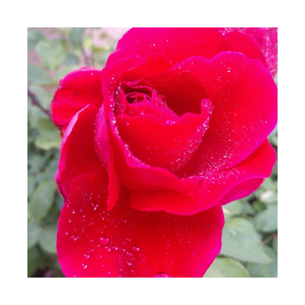 Vibrant Floral Matte Poster, Home Decor, Wall Art, Gift for Her, Red Rose Print, Botanical Wall Art, Romantic Decoration