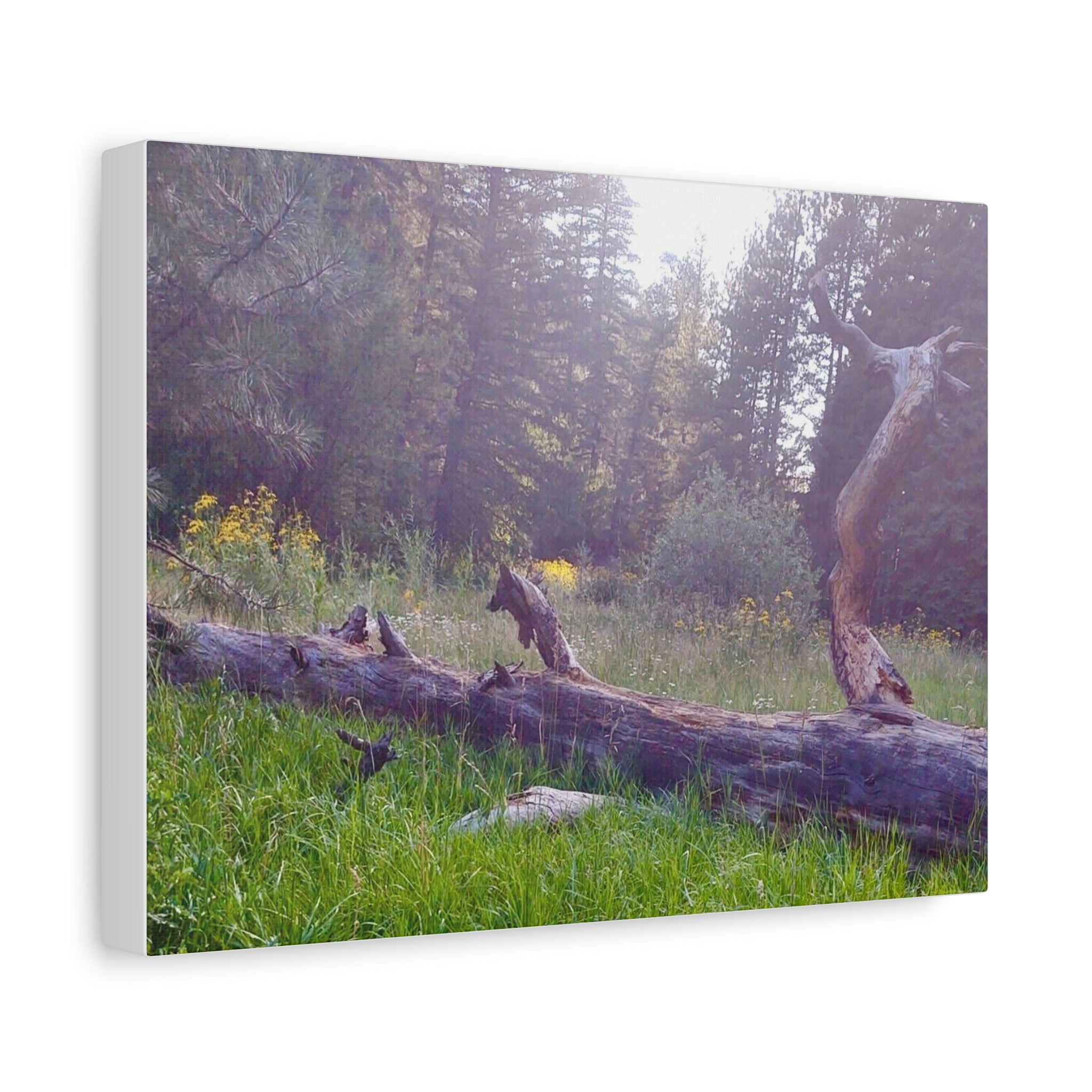 Matte Canvas Wall Art - Serene Nature Scene, Perfect for Home Decor, Gift for Nature Lovers, Office Wall Decoration, Rustic Art Print