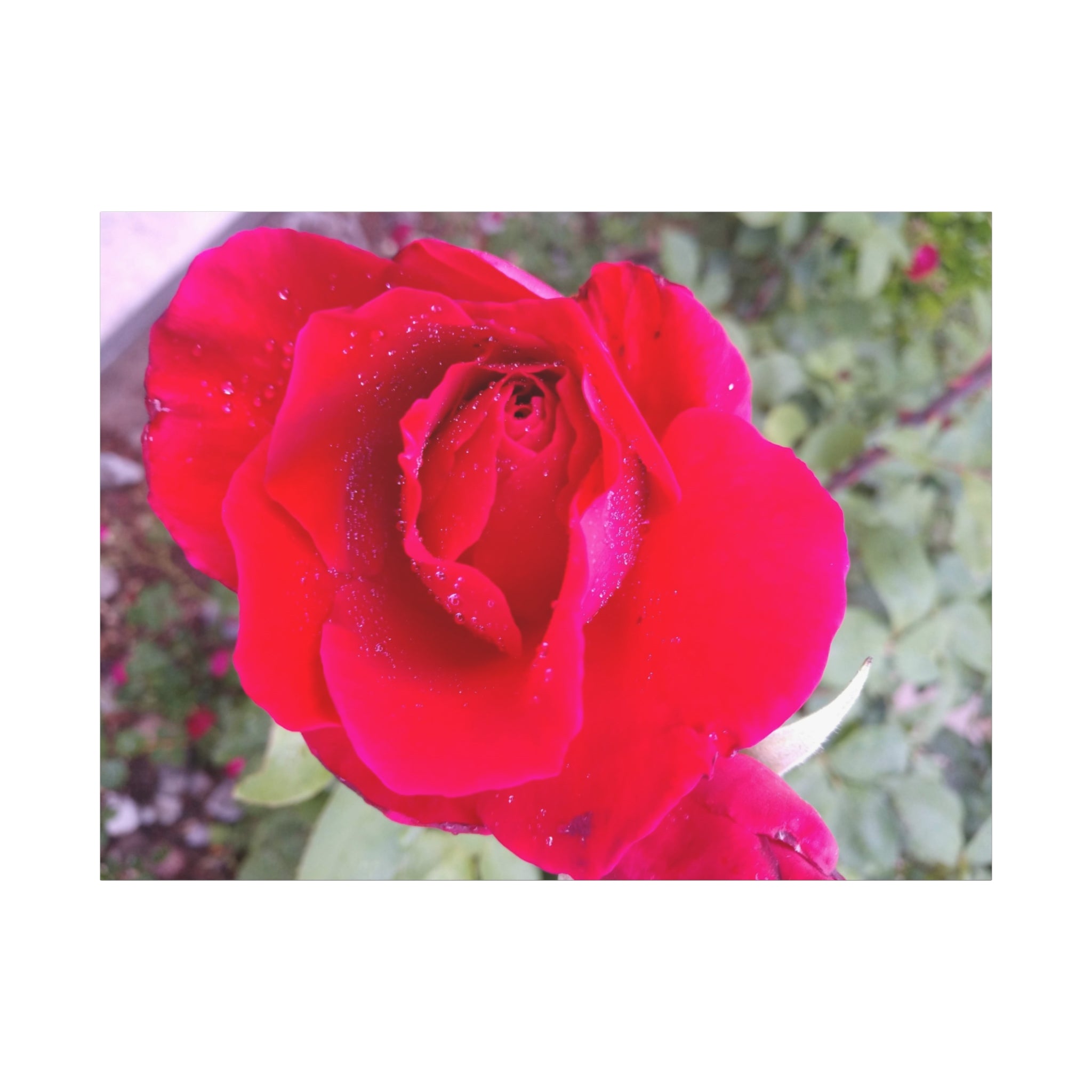 Vibrant Floral Canvas Art, Elegant Wall Decor, Perfect for Home, Gifts, Mother's Day, and Weddings