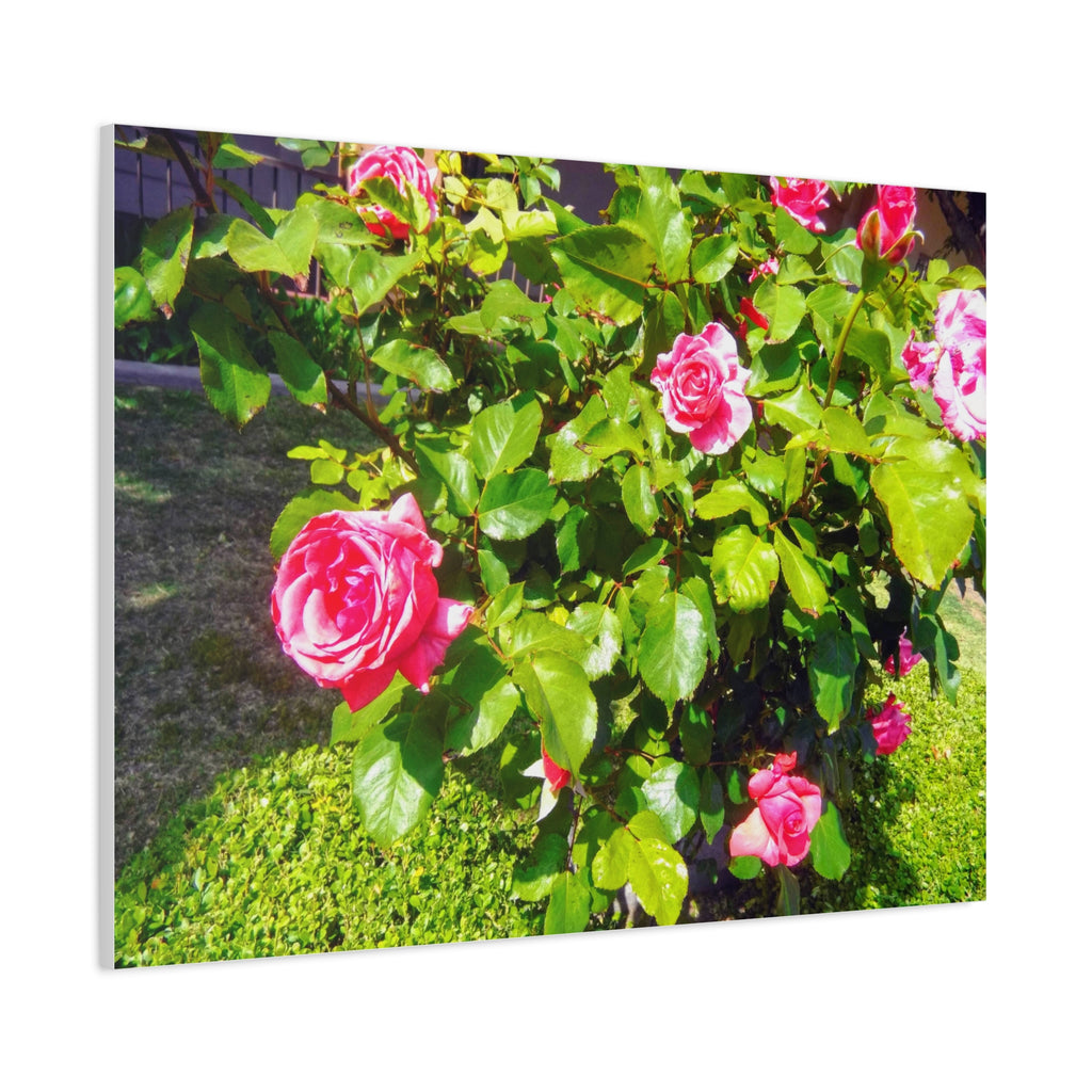 Floral Canvas Wall Art, Pink Rose Decor, Home Gallery Piece, Flower Photography, Garden Wall Decor, Floral Print