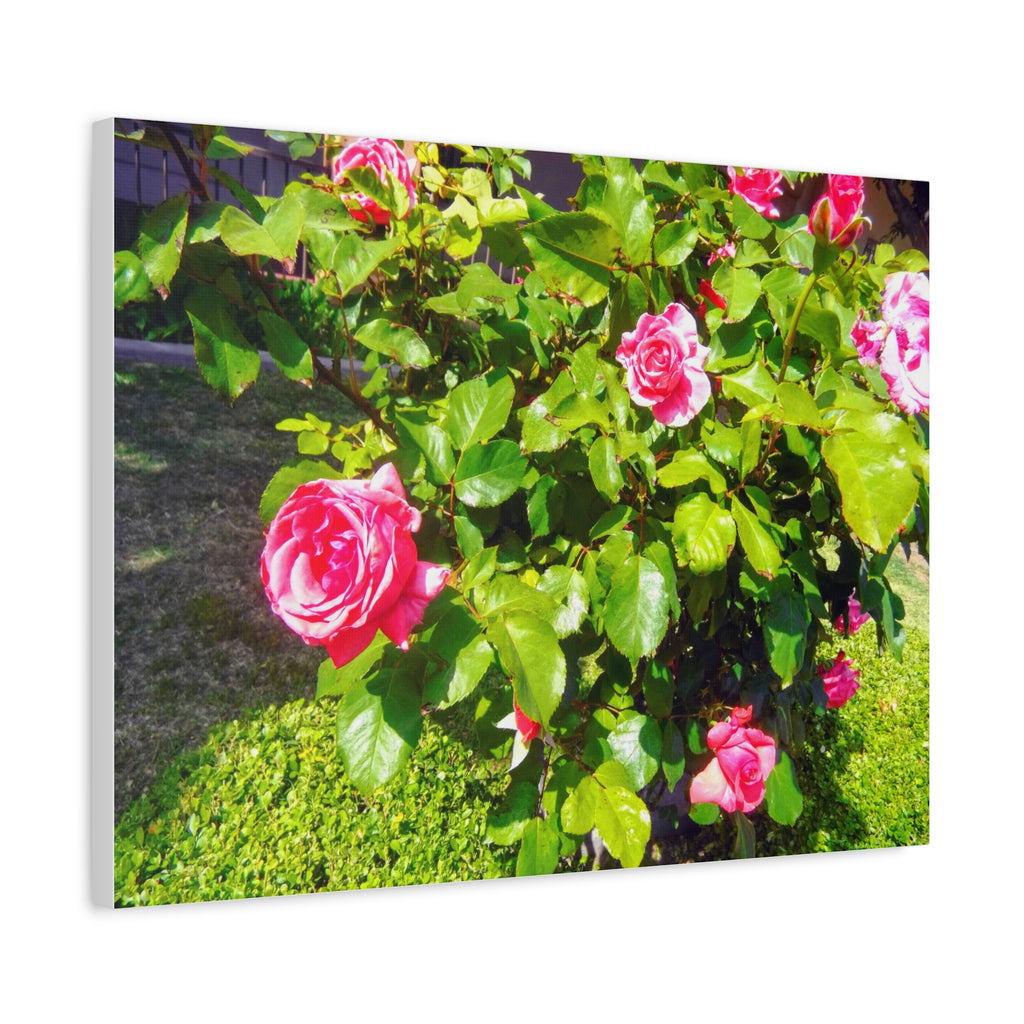 Floral Canvas Wall Art, Pink Rose Decor, Home Gallery Piece, Flower Photography, Garden Wall Decor, Floral Print
