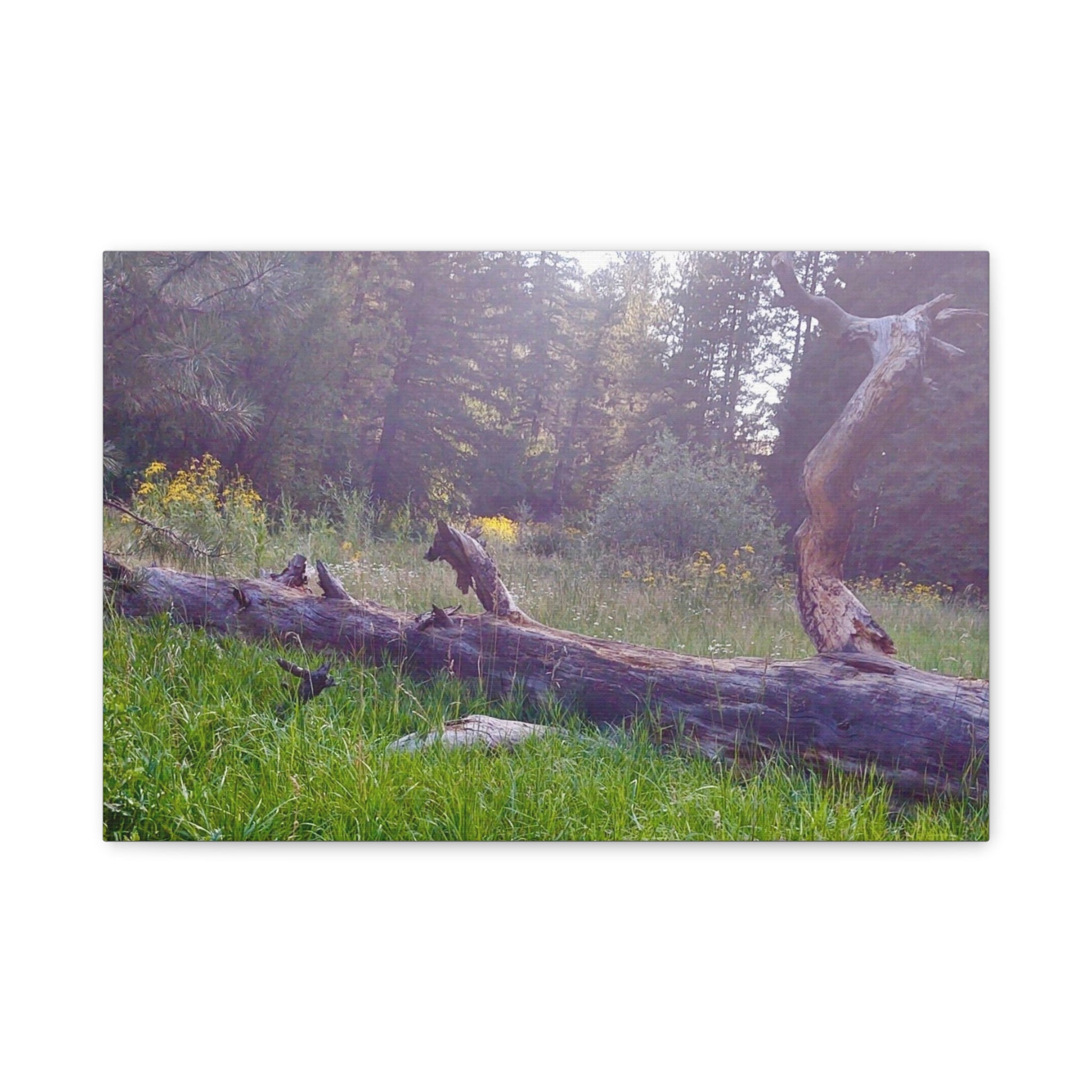 Matte Canvas Wall Art - Serene Nature Scene, Perfect for Home Decor, Gift for Nature Lovers, Office Wall Decoration, Rustic Art Print