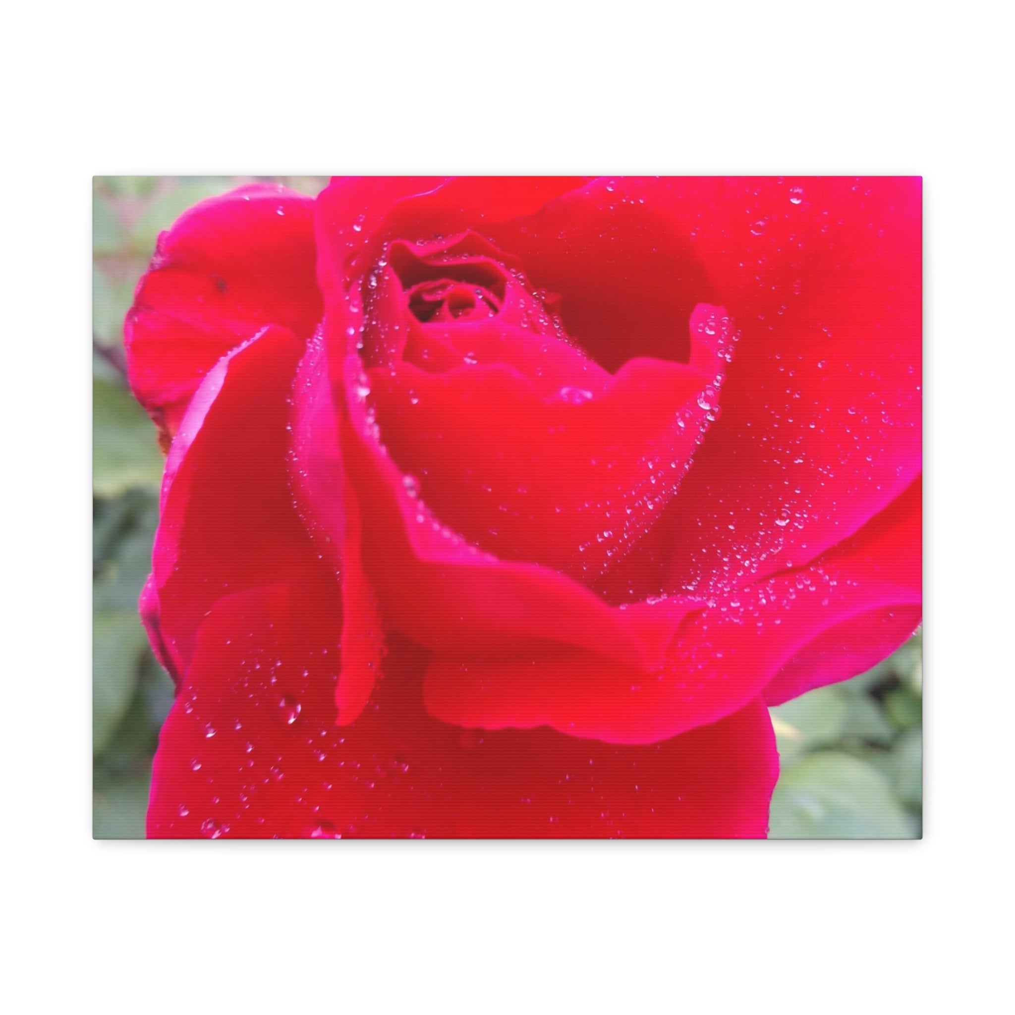 Stunning Floral Canvas Print, Home Decor, Wall Art, Gift for Flower Lovers, Red Rose Art, Mother's Day Gift