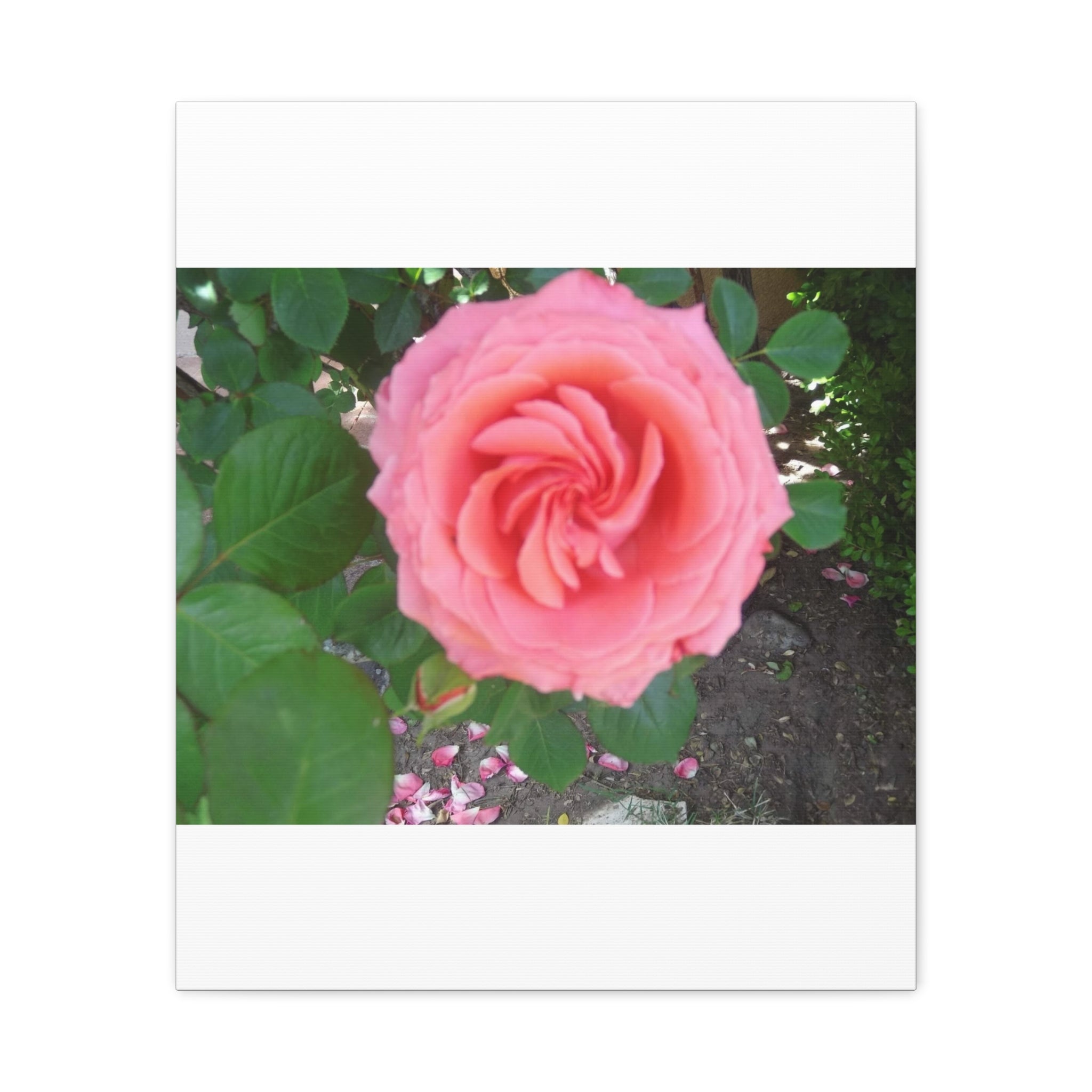 Pink Rose Canvas Wall Art, Floral Decor for Home, Perfect Gift for Nature Lovers, Elegant Wall Hanging, Mother's Day Decoration