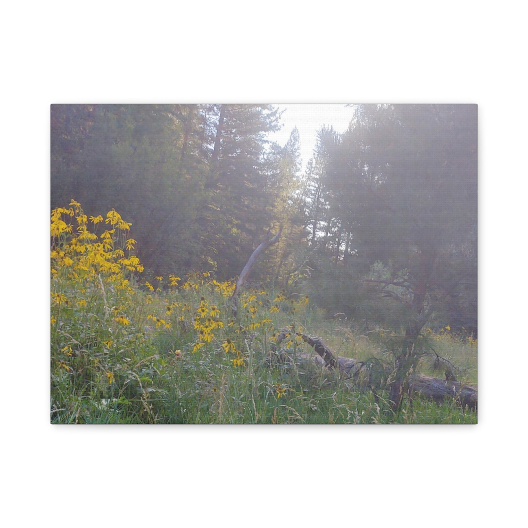 Matte Canvas, Stretched, 1.25"