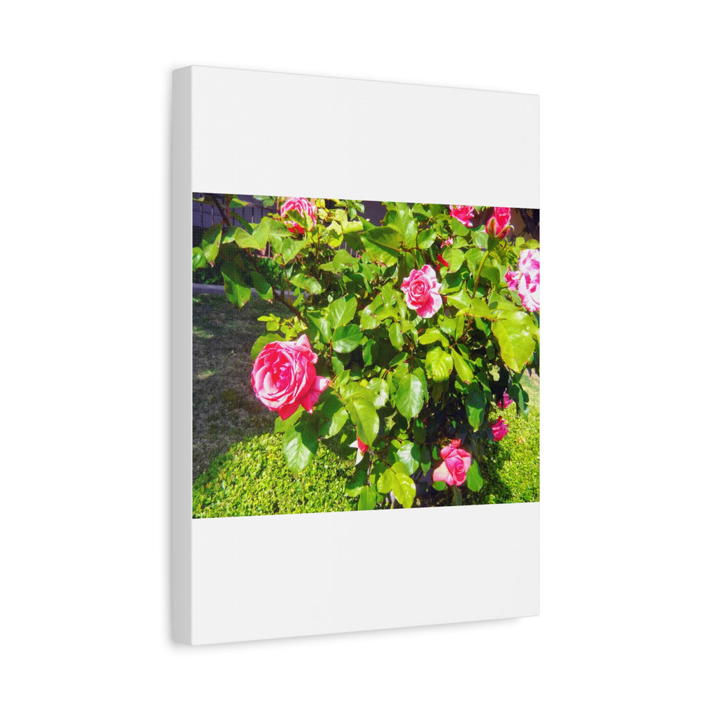 Floral Canvas Wall Art, Pink Rose Decor, Home Gallery Piece, Flower Photography, Garden Wall Decor, Floral Print
