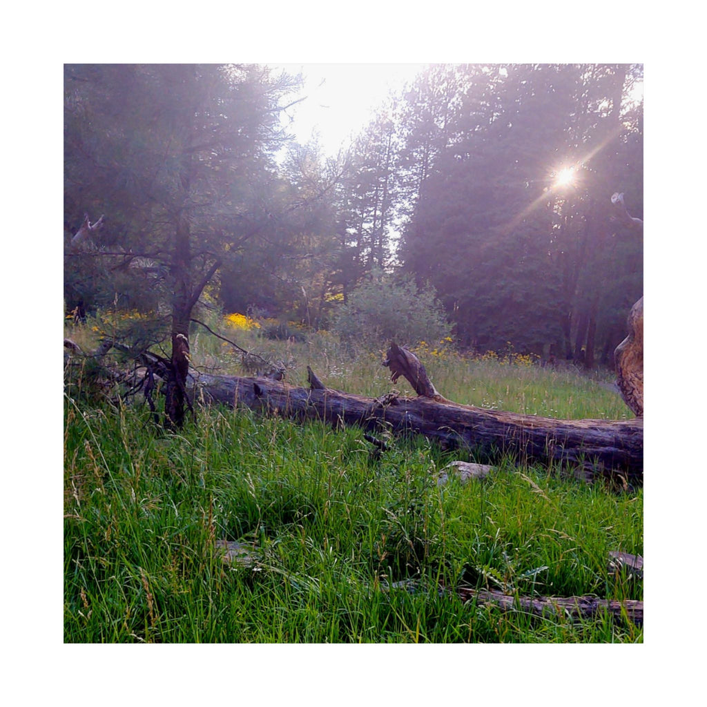 Nature-Inspired Matte Vertical Posters for Home Décor, Unique Wall Art Prints, Botanical Print Collection, Gifts for Nature Lovers, [...]