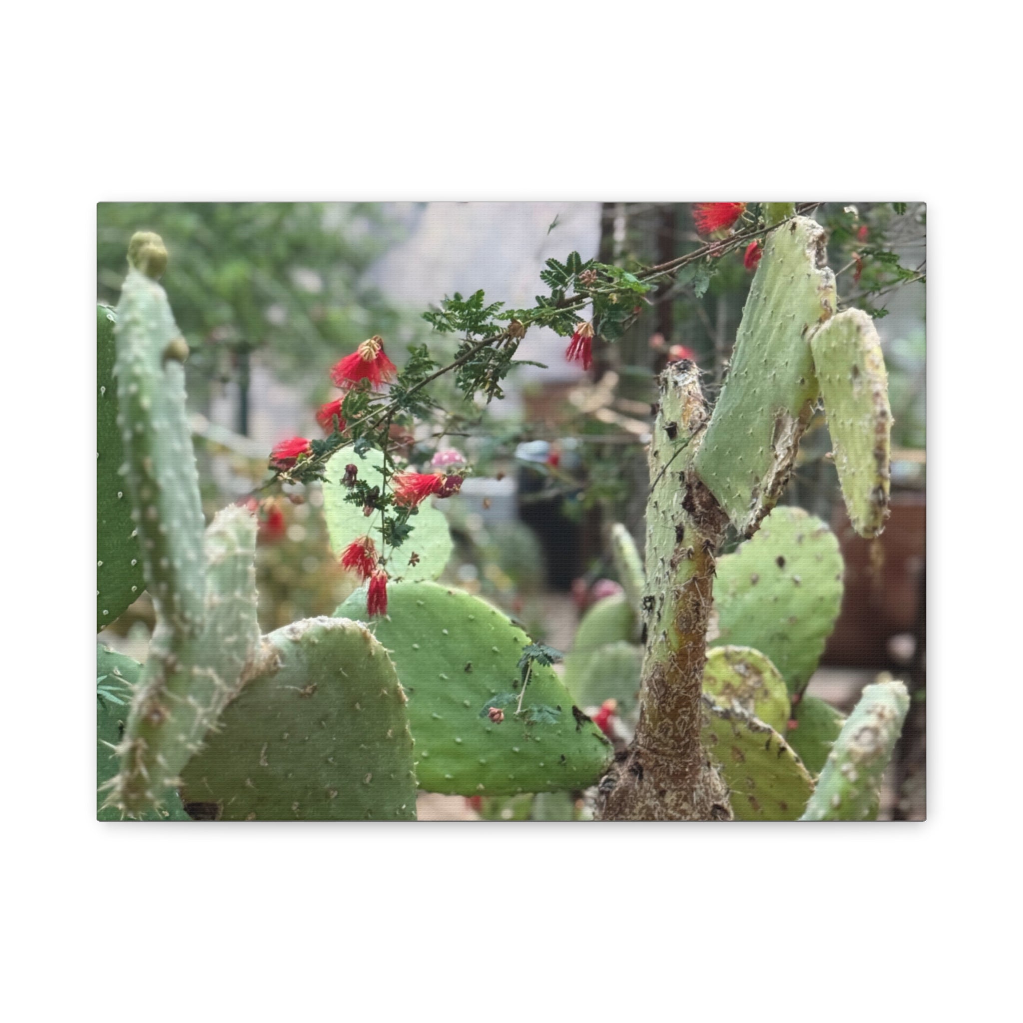 Cactus Artwork Print, Botanical Wall Decor, Succulent Canvas, Nature Lover Gift, Home Decoration