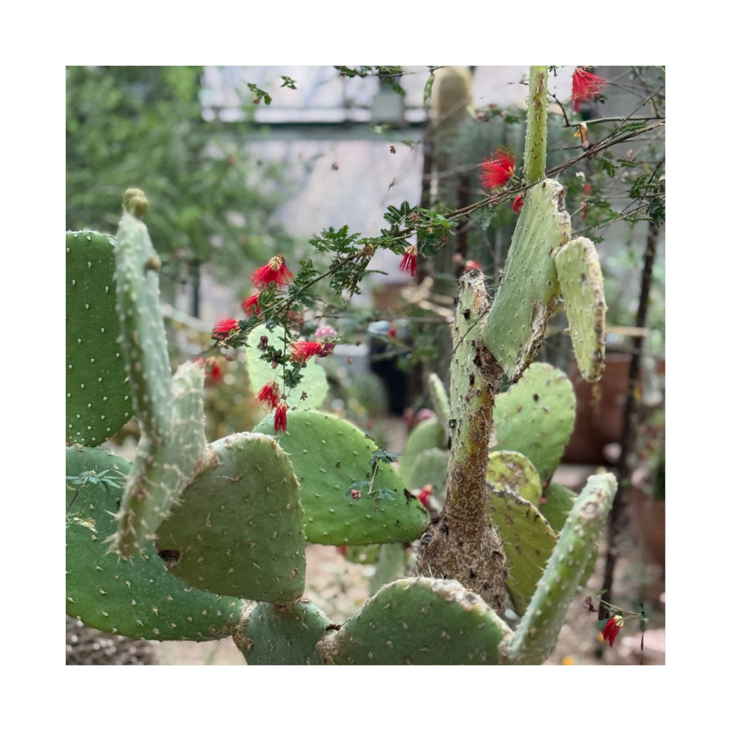 Cactus Wall Art Poster, Botanical Decor, Vertical Matte Print, Nature Lover Gift, Home Gallery Decoration