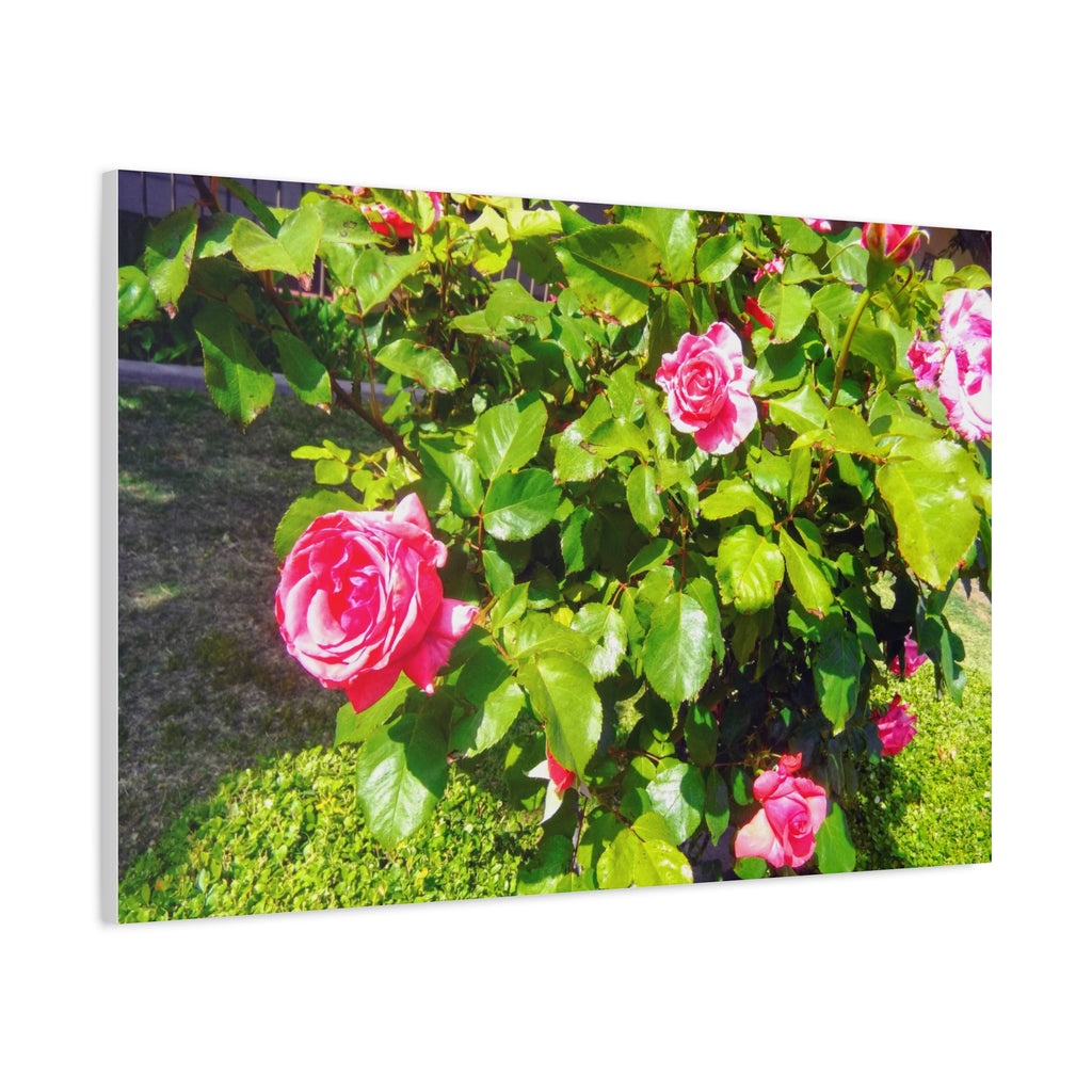 Floral Canvas Wall Art, Pink Rose Decor, Home Gallery Piece, Flower Photography, Garden Wall Decor, Floral Print